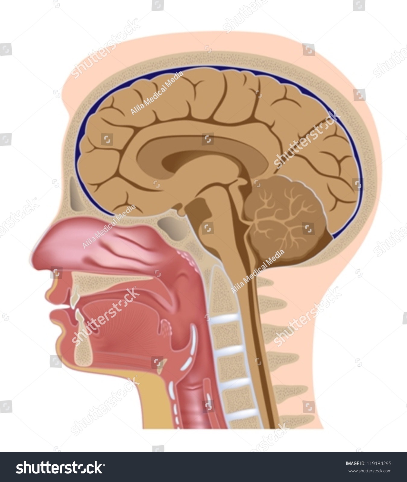 Median Section Of Human Head Stock Vector Illustration 119184295