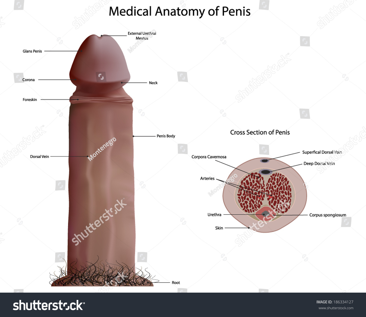 A Picture Of Penis 40