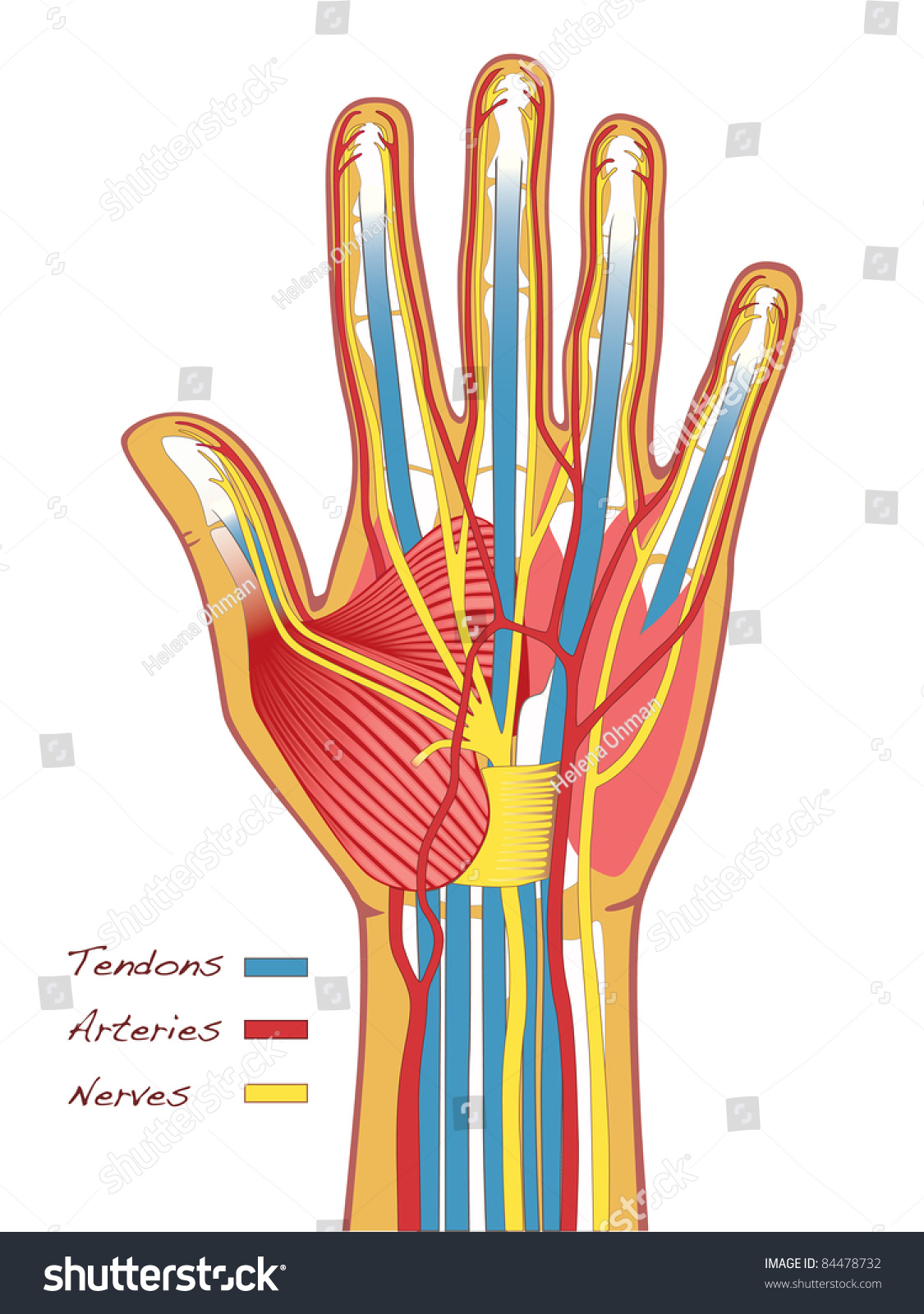 Medical Illustration Hands Anatomy Bones Tendons Stock Vector 84478732