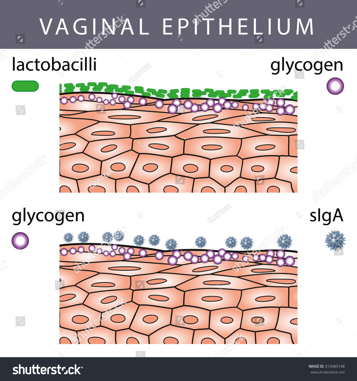 Medical Illustration Of Vaginal Epithelium Structure With Lactobacilli On The Surface And