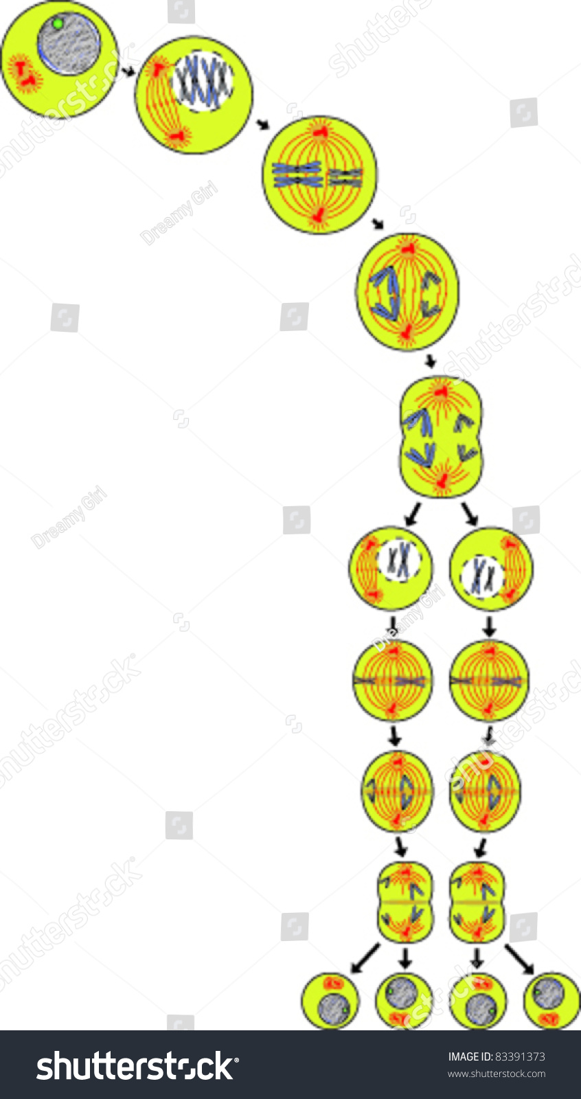 Meiosis Cell Division Scheme Stock Vector Illustration 83391373 Shutterstock 9483