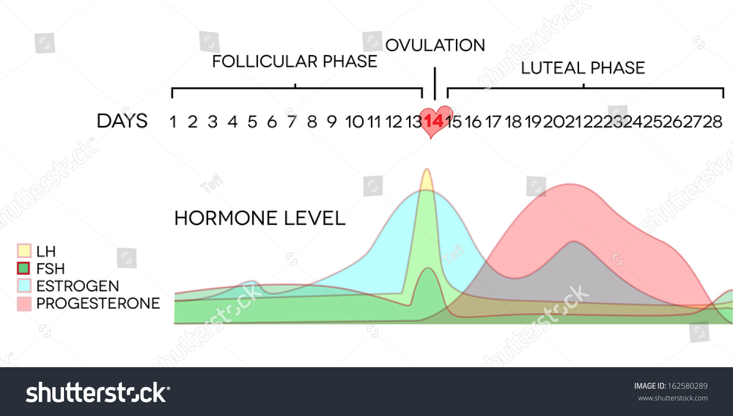 Menstrual Cycle Hormone Level Average Menstrual Cycle Follicular Phase Ovulation Luteal 