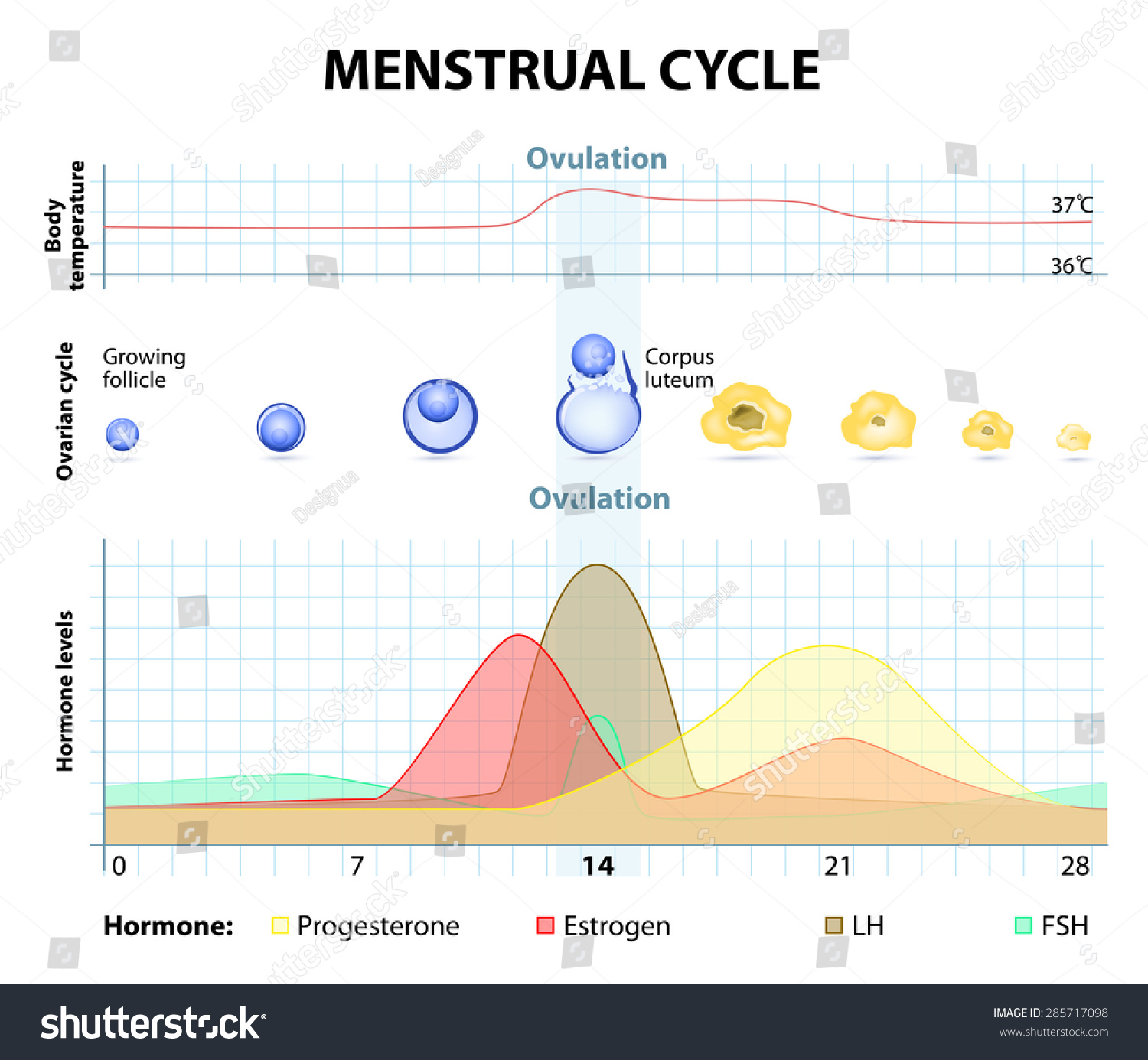 Menstrual Cycle Increase Decrease Hormones Graph Stock Vector 285717098 ...