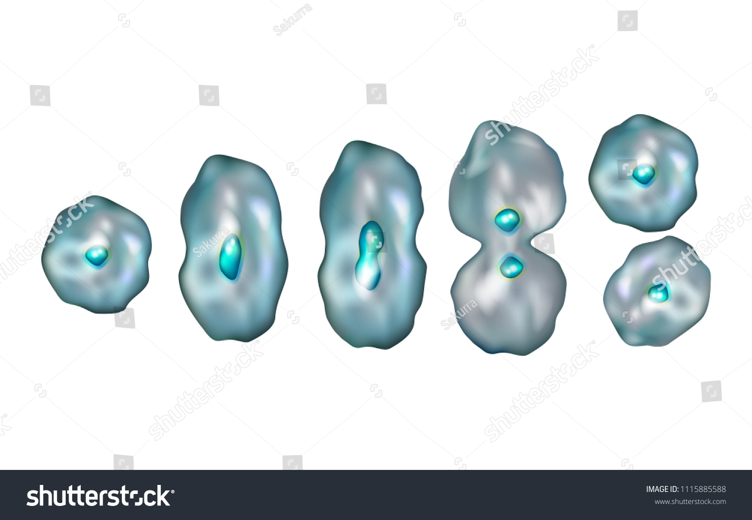 Mitosis Diagram Mitotic Phases Illustration Showing Stock Vector