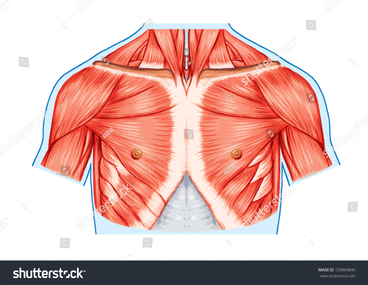 Muscles Chest Thorax Brisket Breast Bust Stock Vector Royalty Free