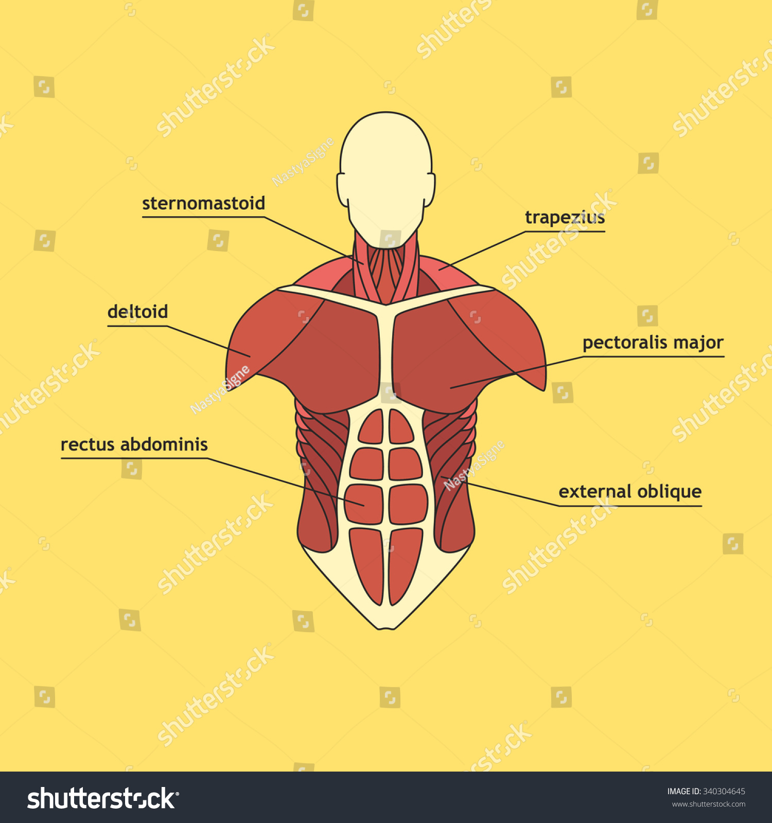 Muscles Of Thorax. Vector Illustration Of Muscle System. - 340304645