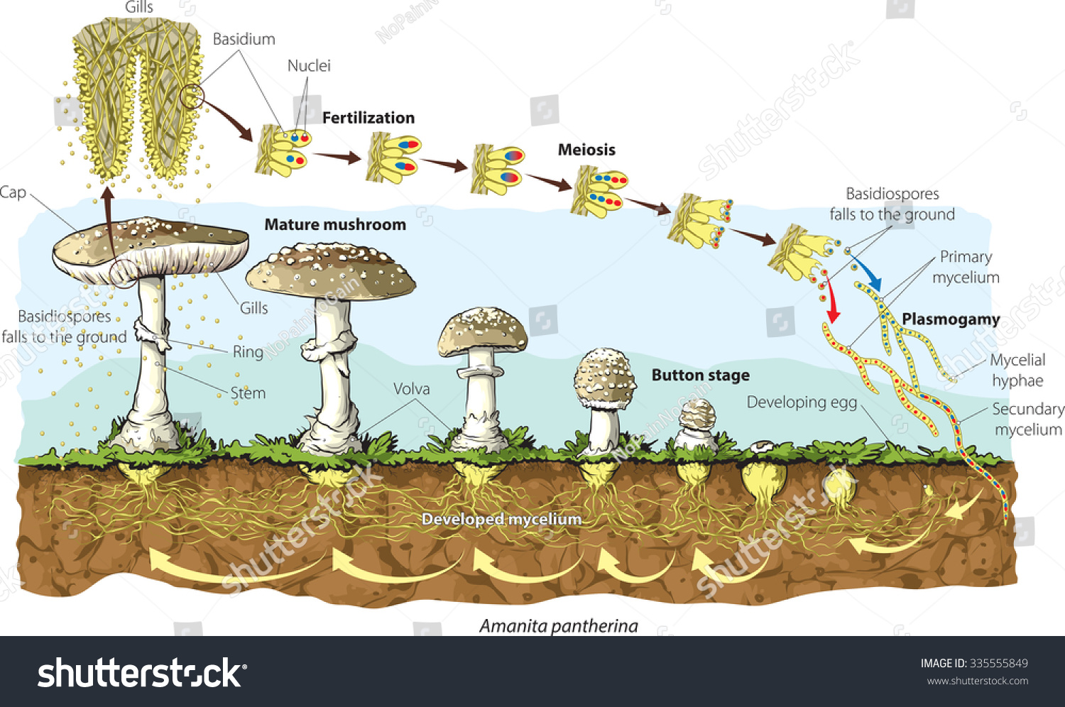 Mushroom Life Cycle Stock Vector Illustration 335555849 : Shutterstock