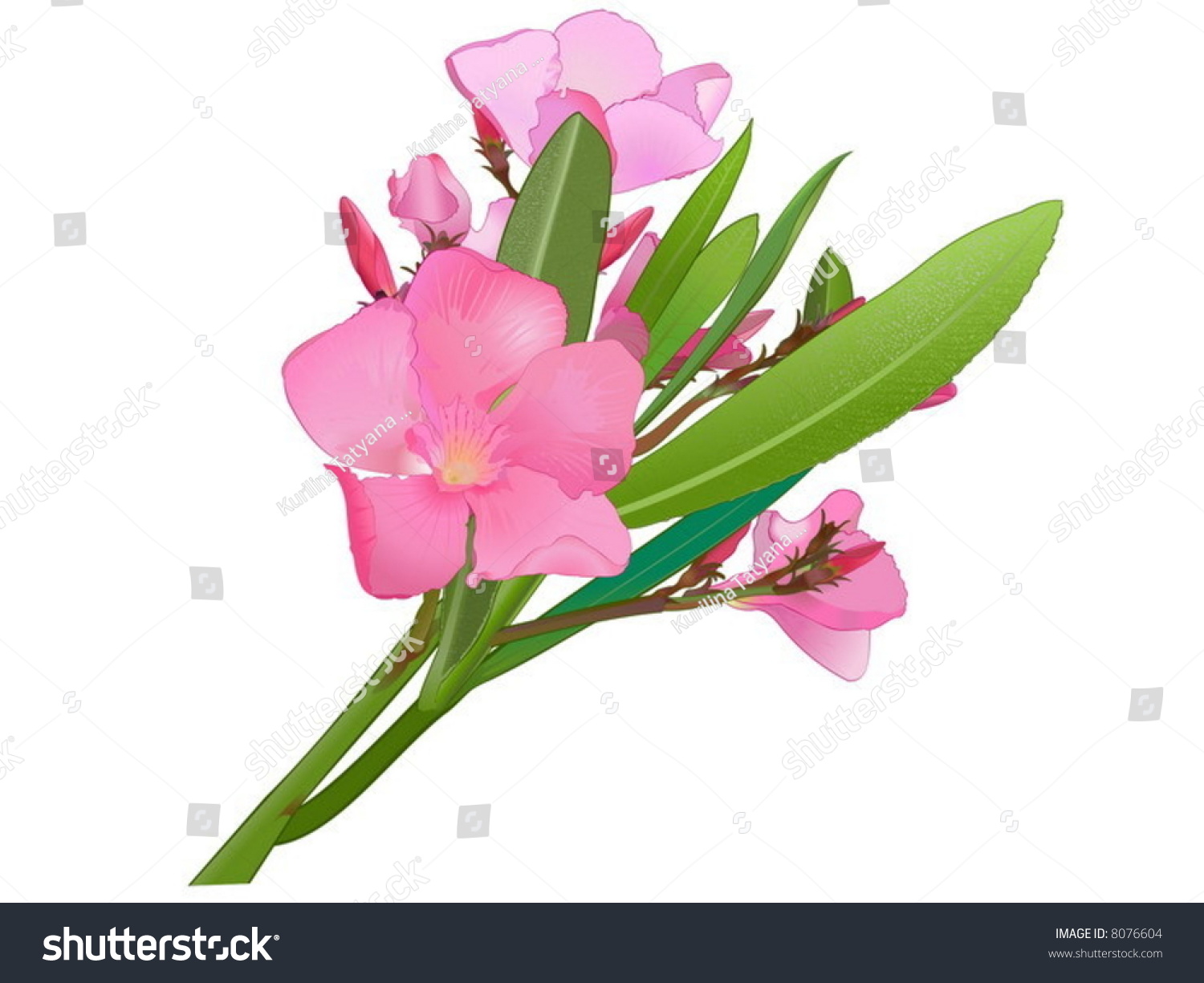 Nerium Oleander. Drawing. Stock Vector Illustration 8076604 Shutterstock