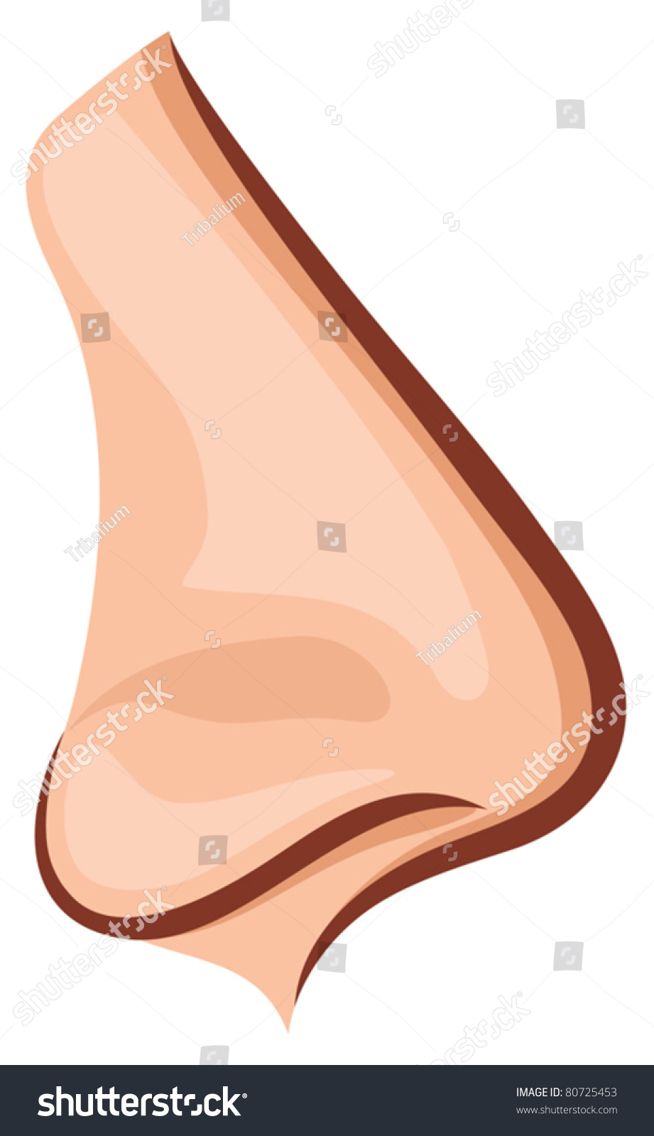 Nose Stock Vector 80725453 - Shutterstock