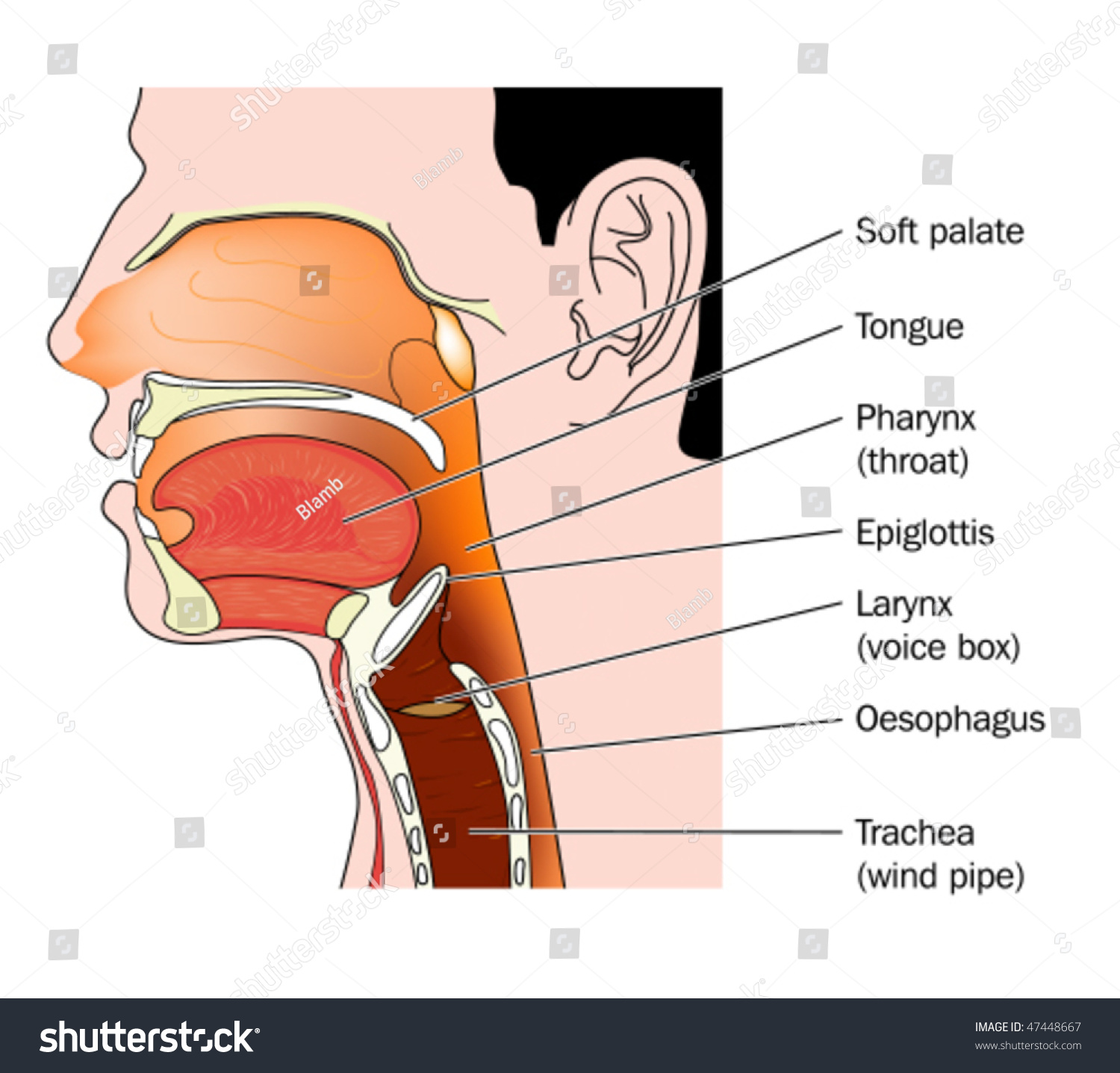 Nose Mouth Throat Cross Section Labeled Stock Vector
