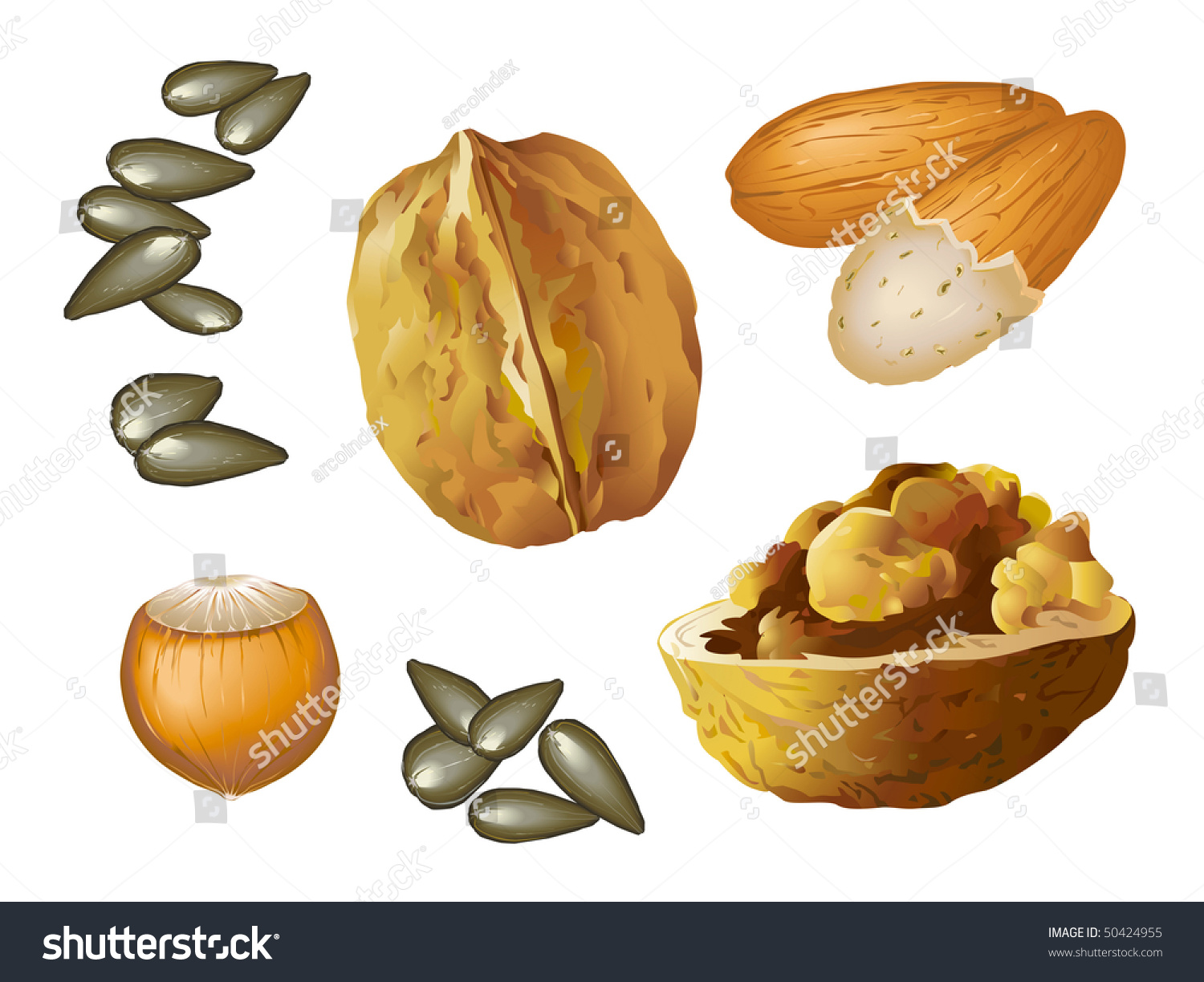 Nuts Isolated Stock Vector Illustration 50424955 : Shutterstock