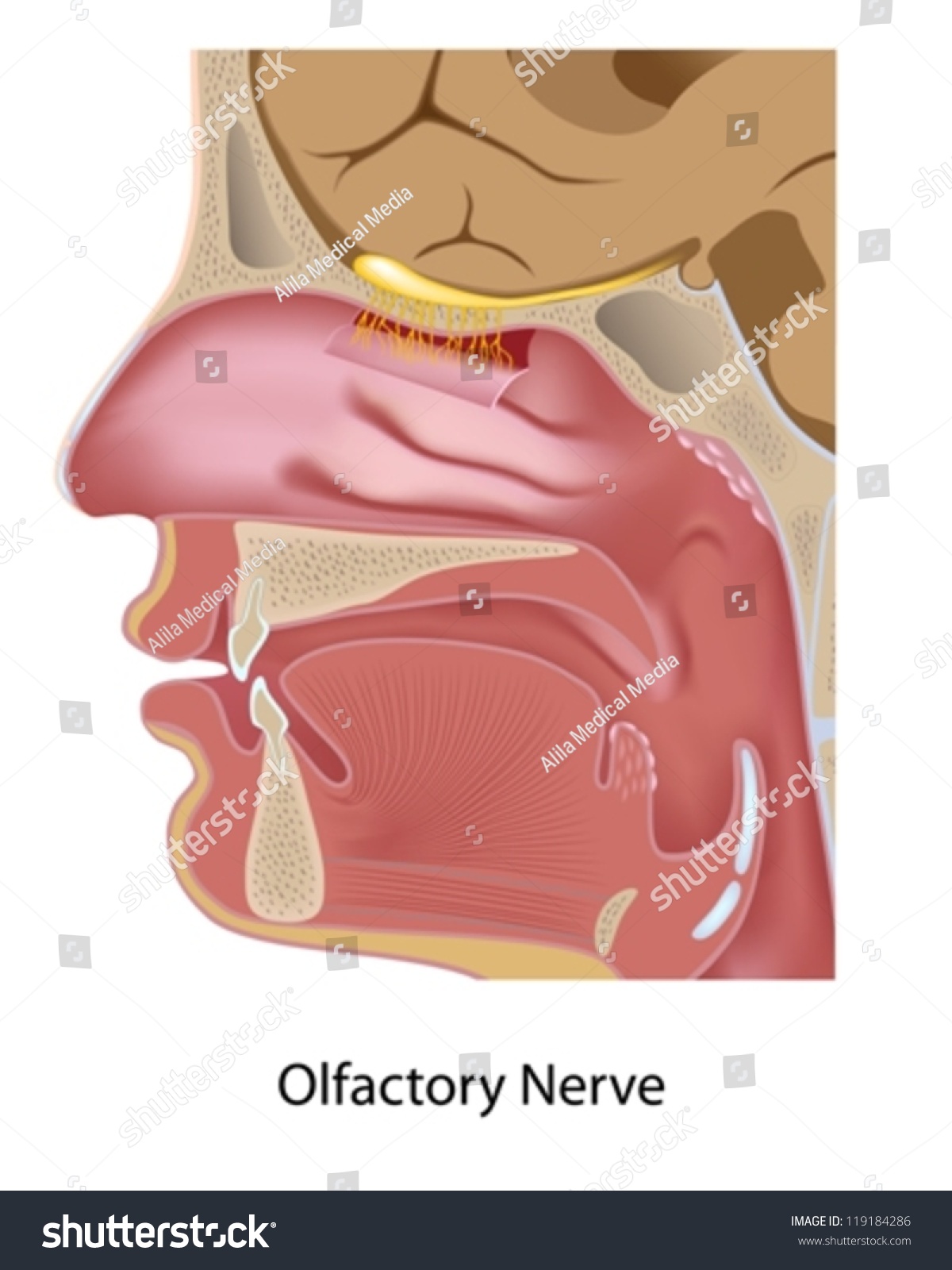 Olfactory Nerve Stock Vector Shutterstock