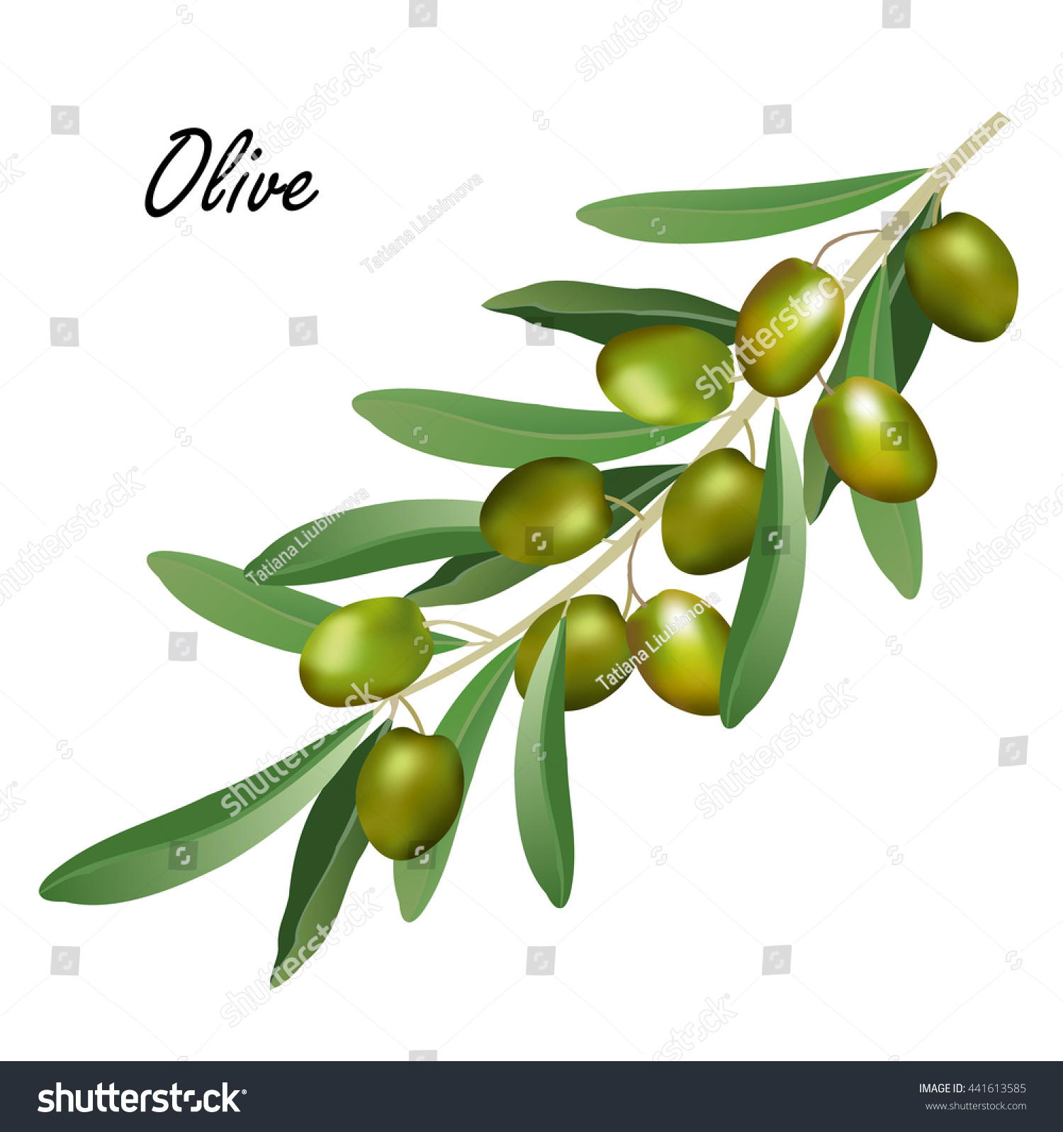 Olive Branch (Olea Europaea). Hand Drawn Realistic Vector Illustration ...