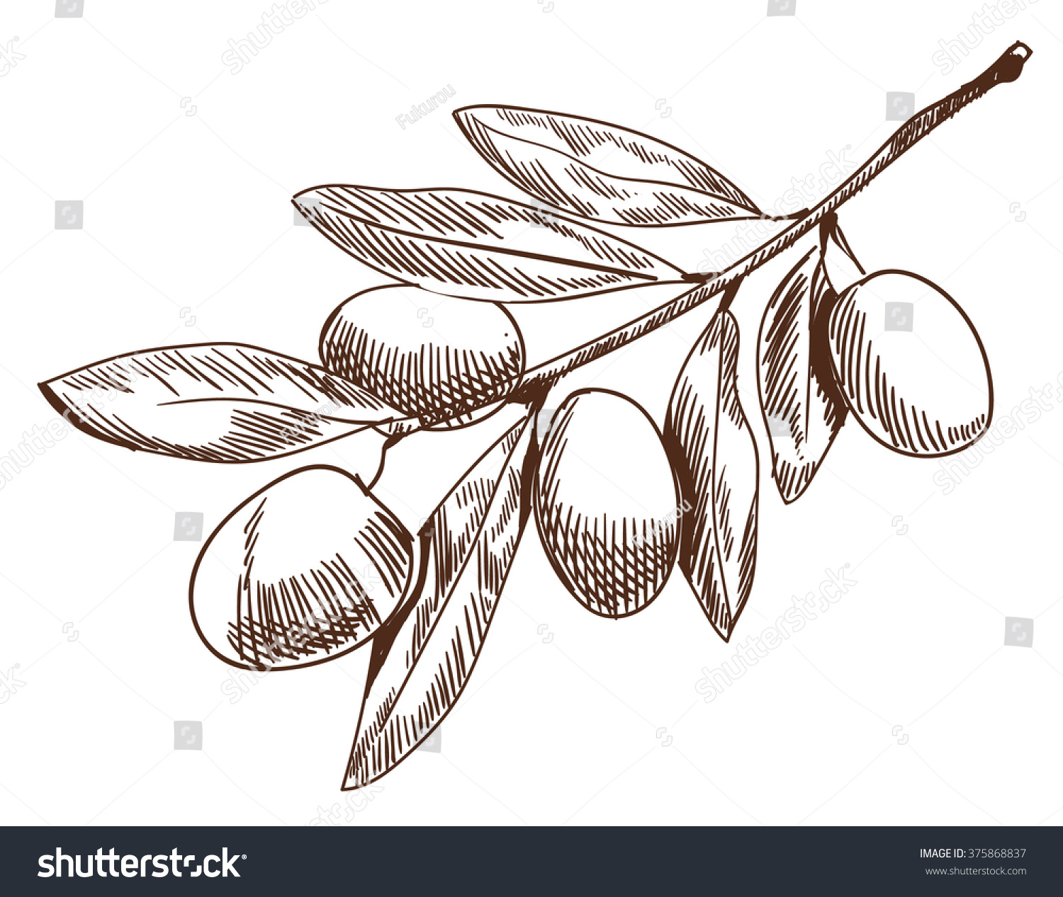 Olive Branch Sketch. Hand Drawn Olive Branch. Contour Line Drawing