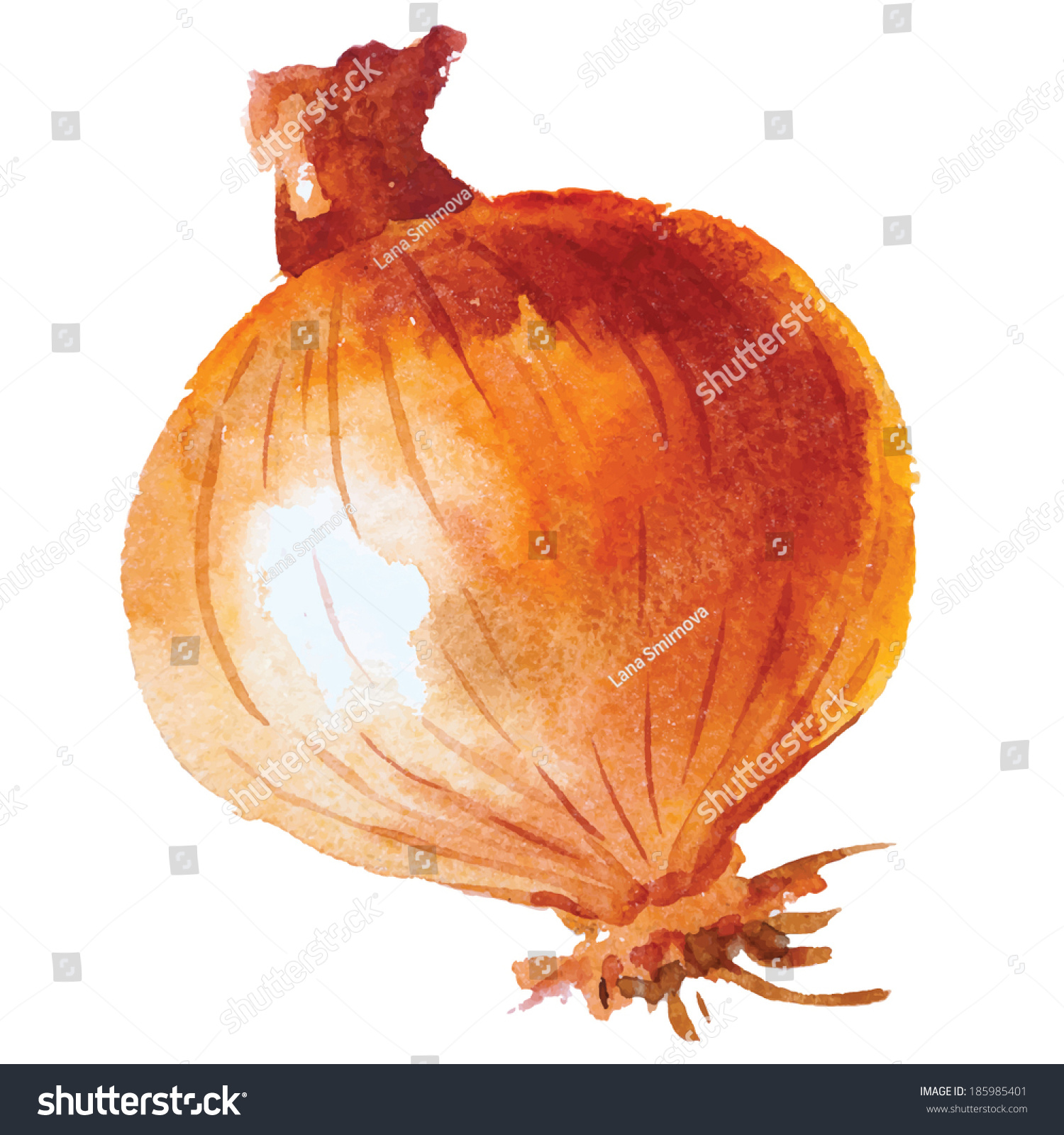 Onion Hand Drawn Watercolor Painting On White Background Vector