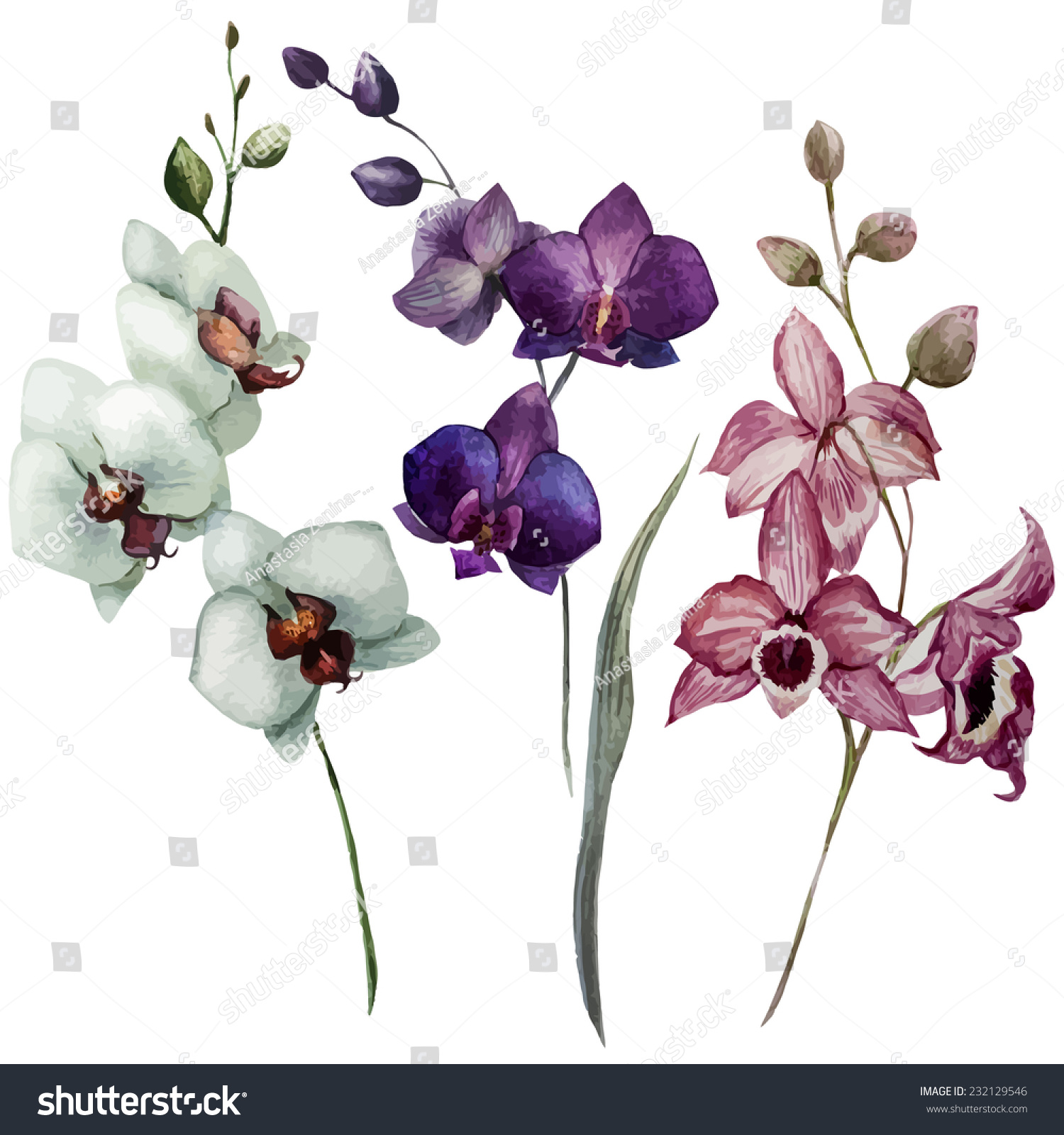 orchid flower watercolor stock vector 232129546 shutterstock orchid flower watercolor stock vector 232129546 shutterstock