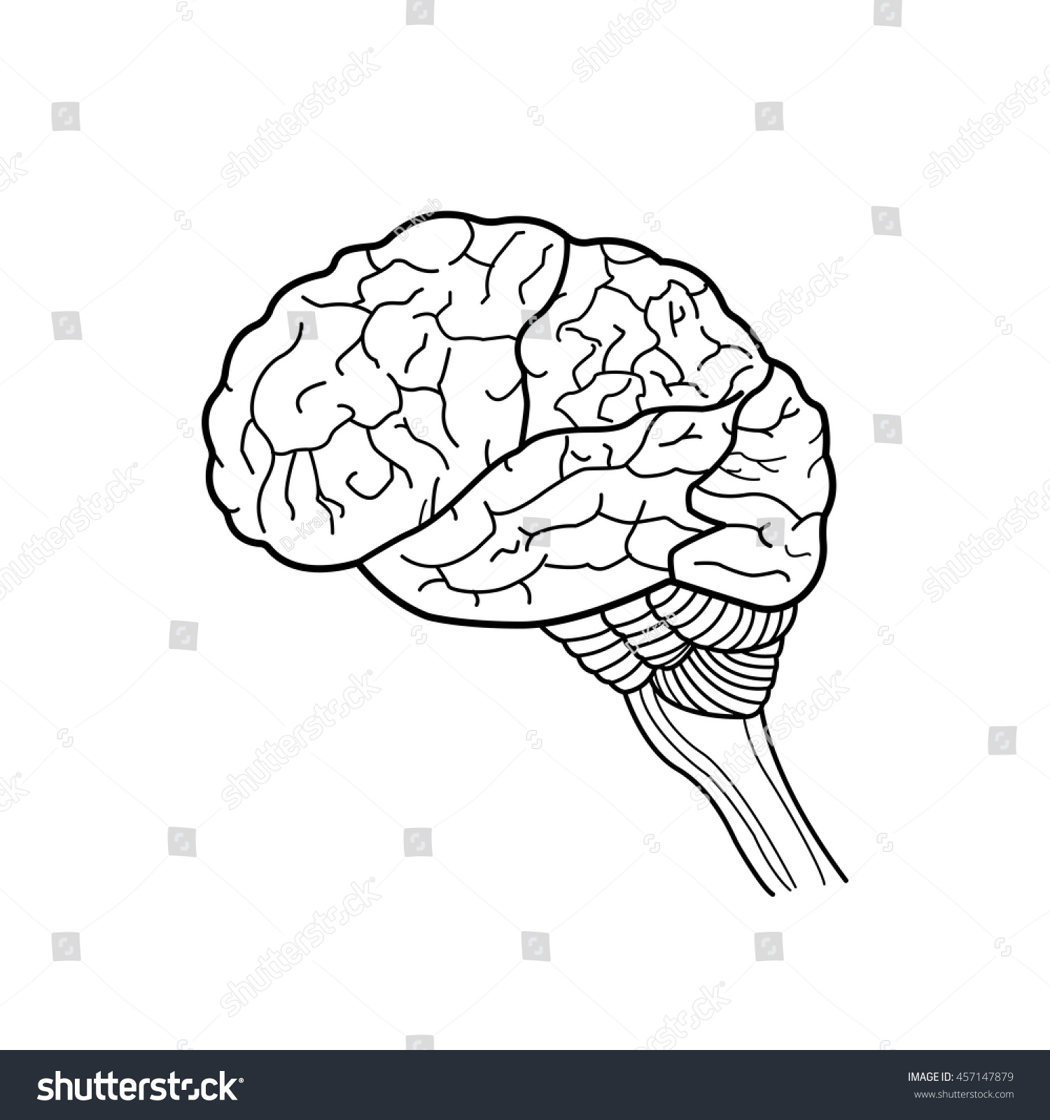 Outline Of Human Brain Vector Illustration Shutterstock