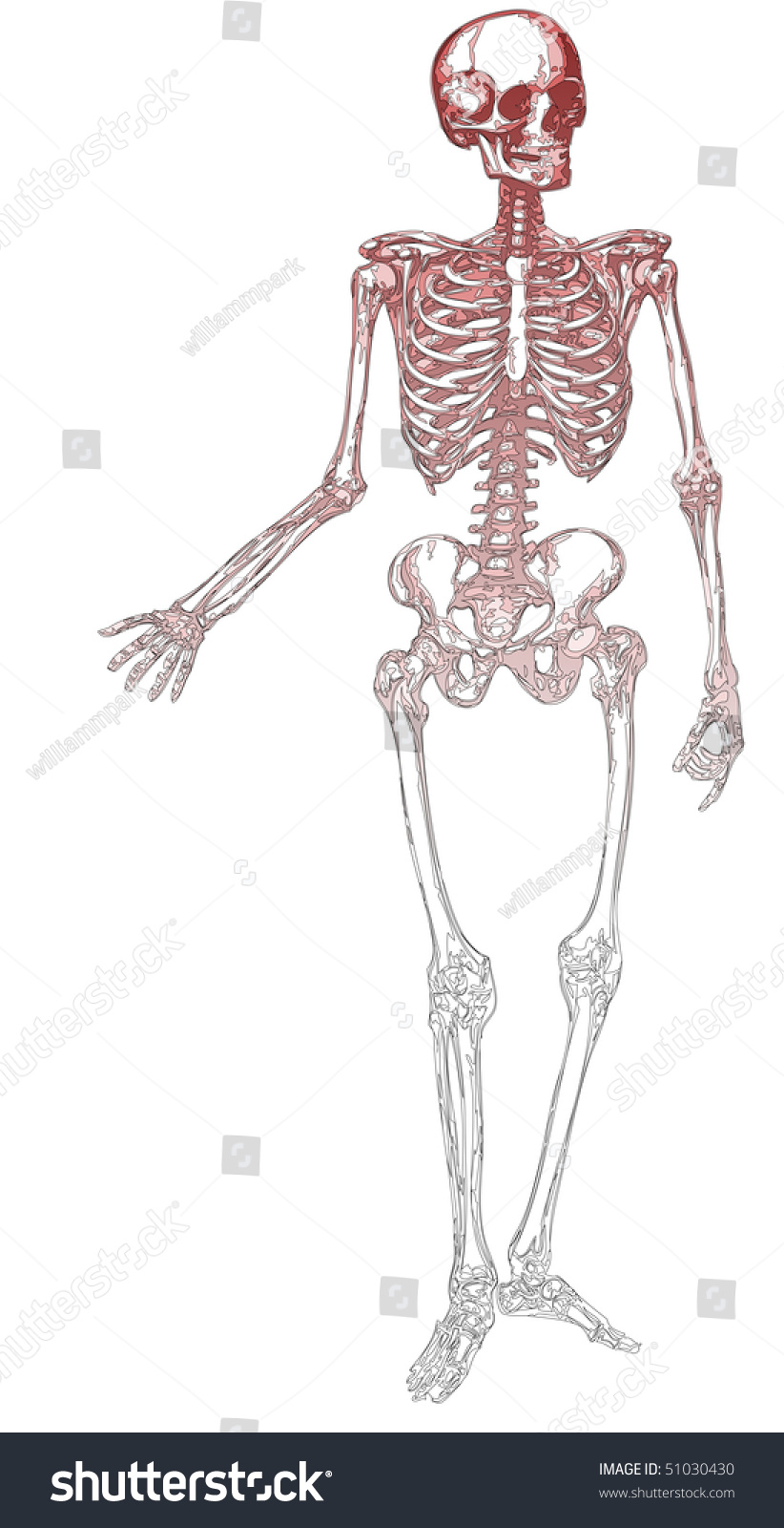 outline-skeleton-stock-vector-illustration-51030430-shutterstock