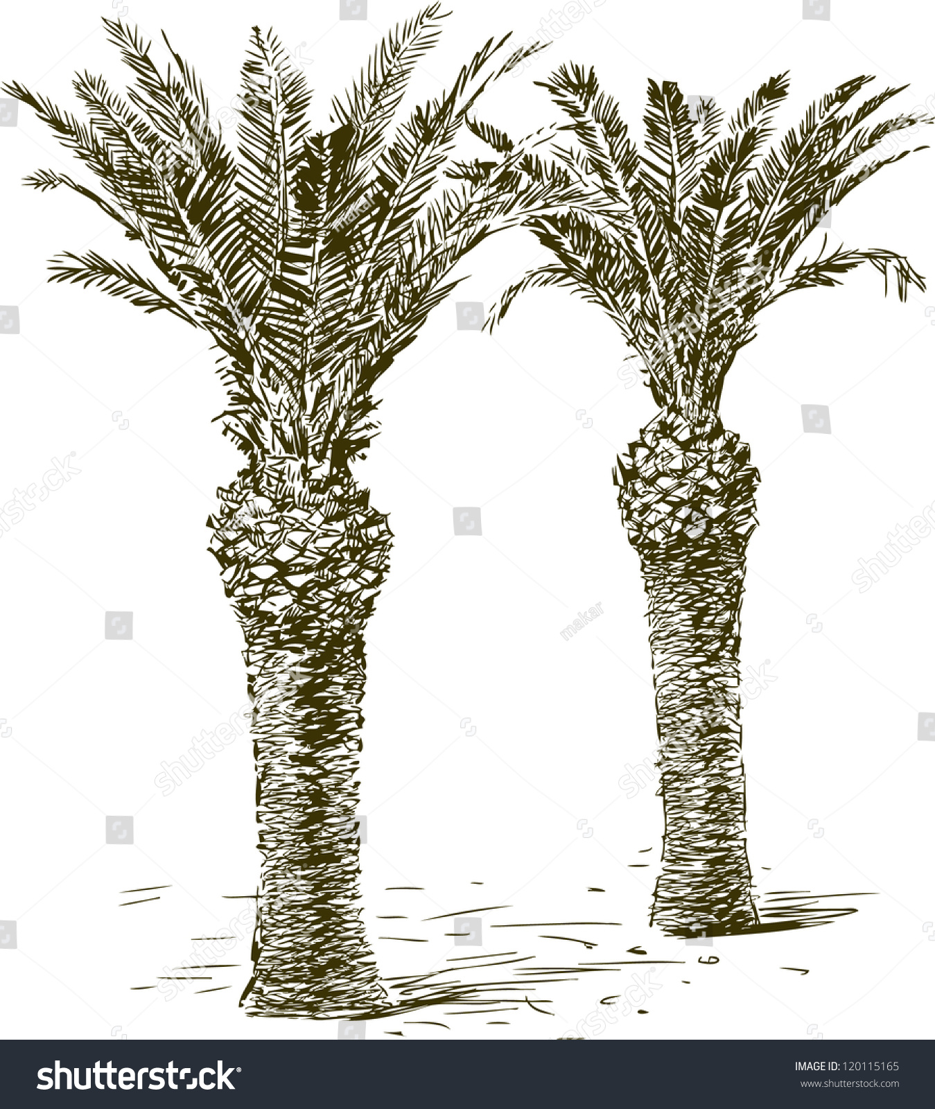 Palms Stock Vector Illustration 120115165 : Shutterstock