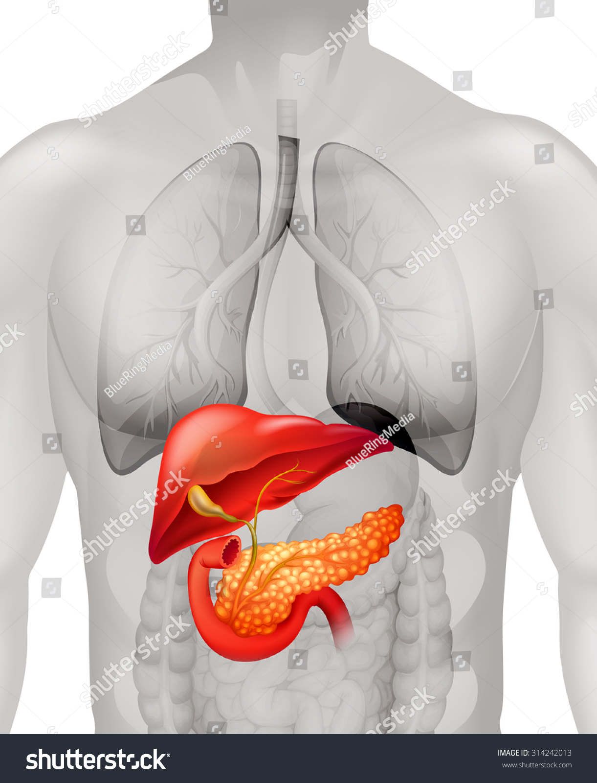 Pancreas Cancer In Human Illustration 314242013 Shutterstock