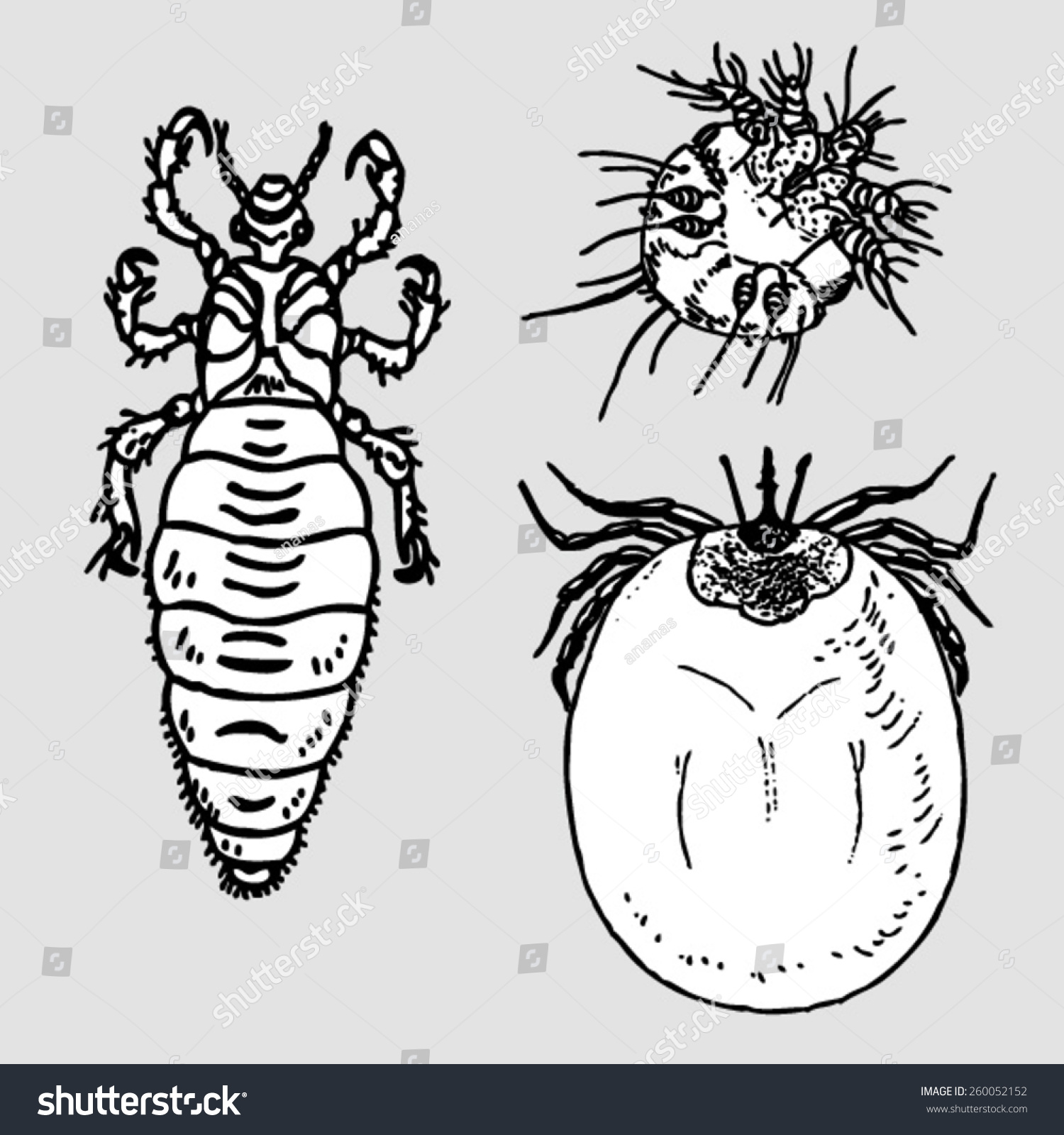 Parasites Stock Vector Illustration 260052152 : Shutterstock