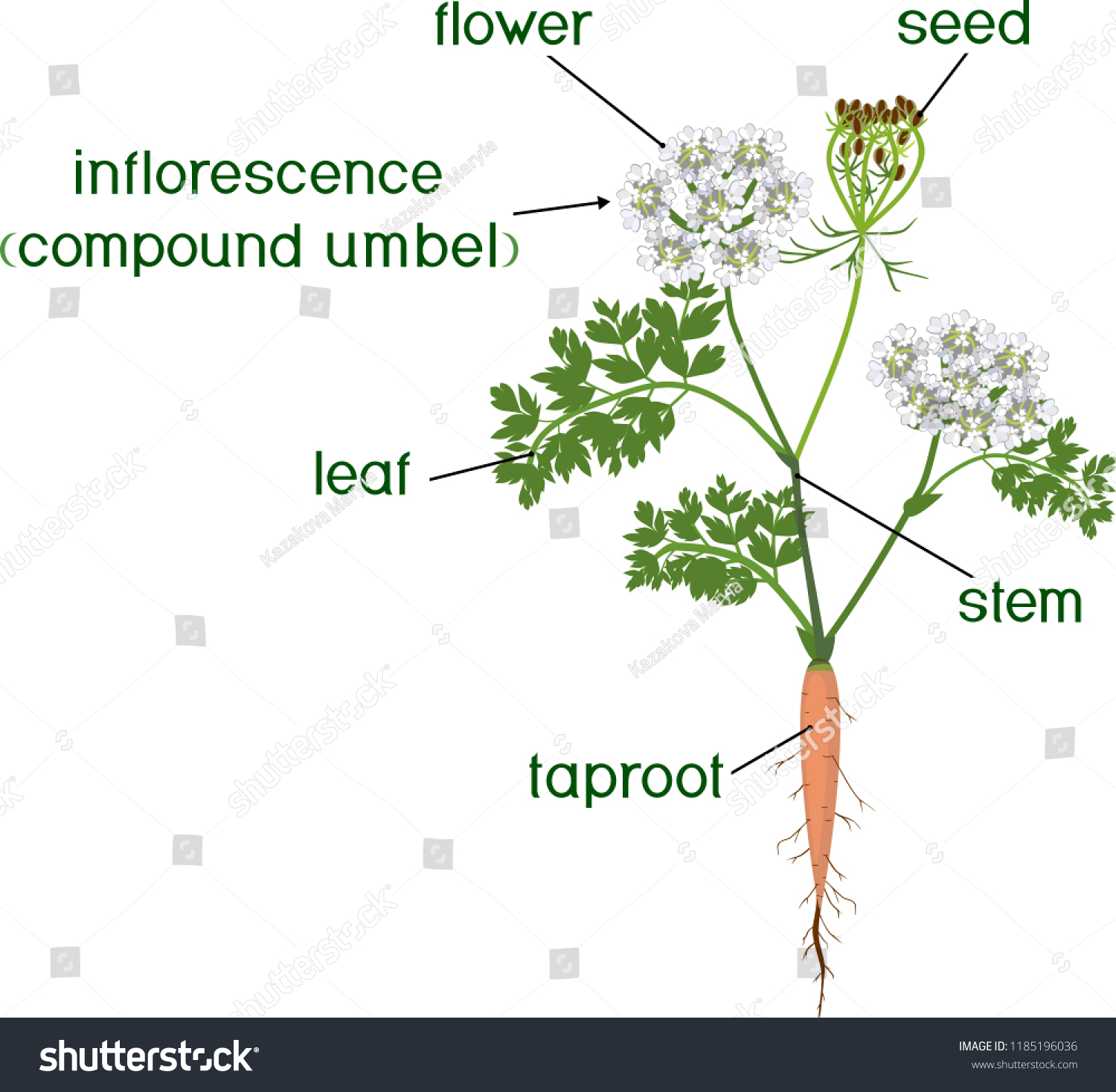 Parts Plant Morphology Flowering Carrot Plant Stock Vector Royalty