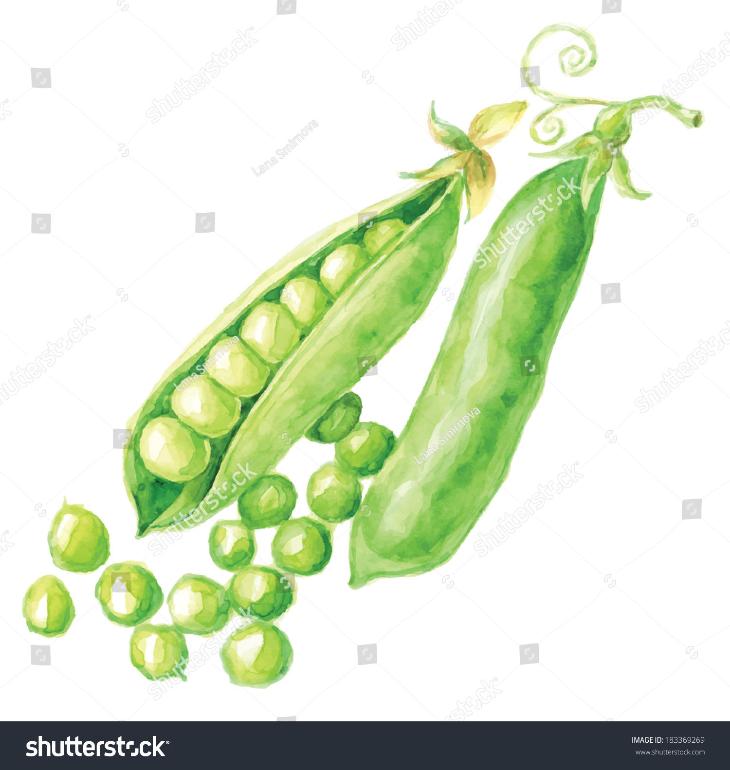 Pea Pod. Hand Drawn Watercolor Painting On White Background, Vector