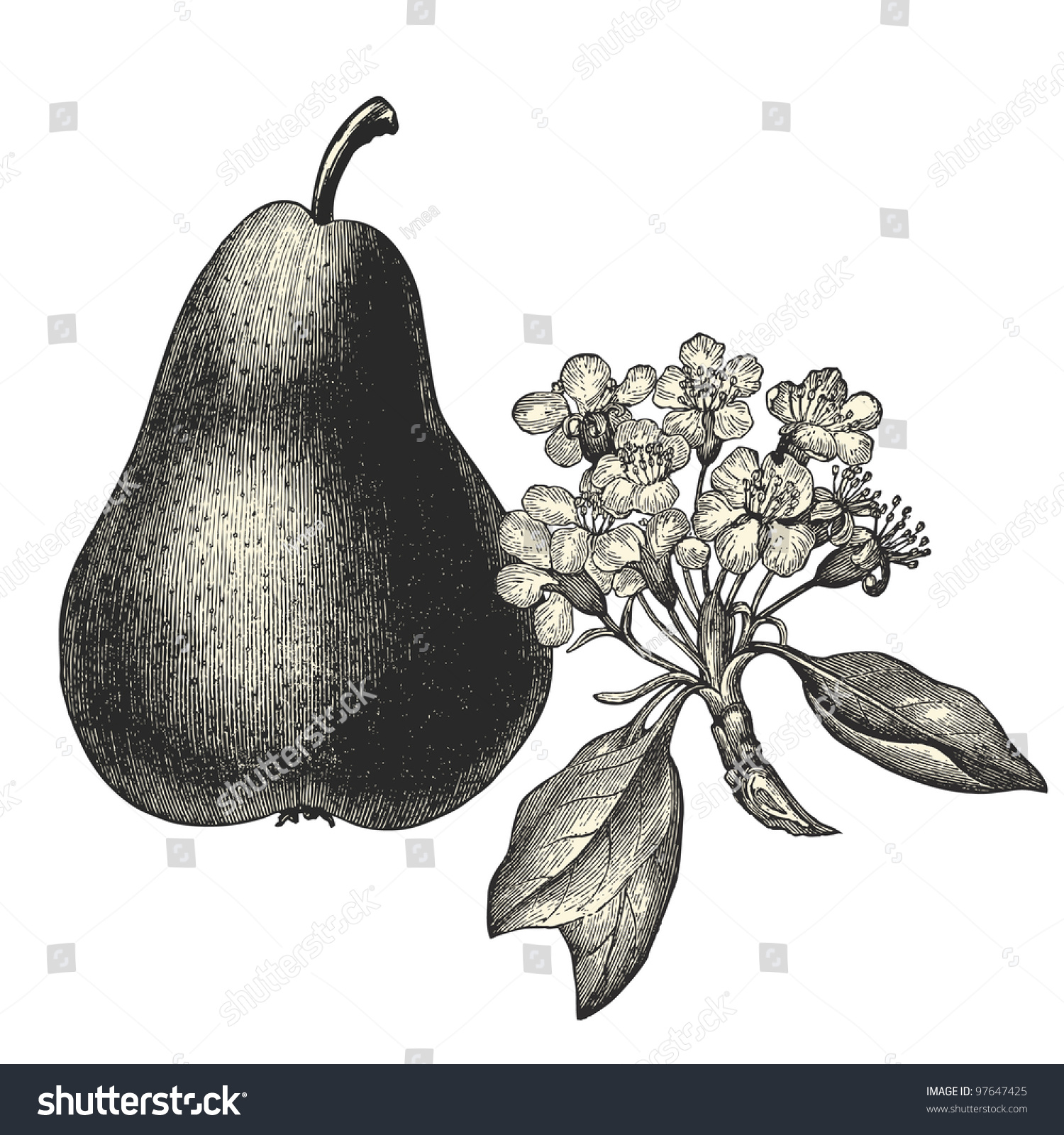 For that The vintage pear final Think, that The vintage pear apologise