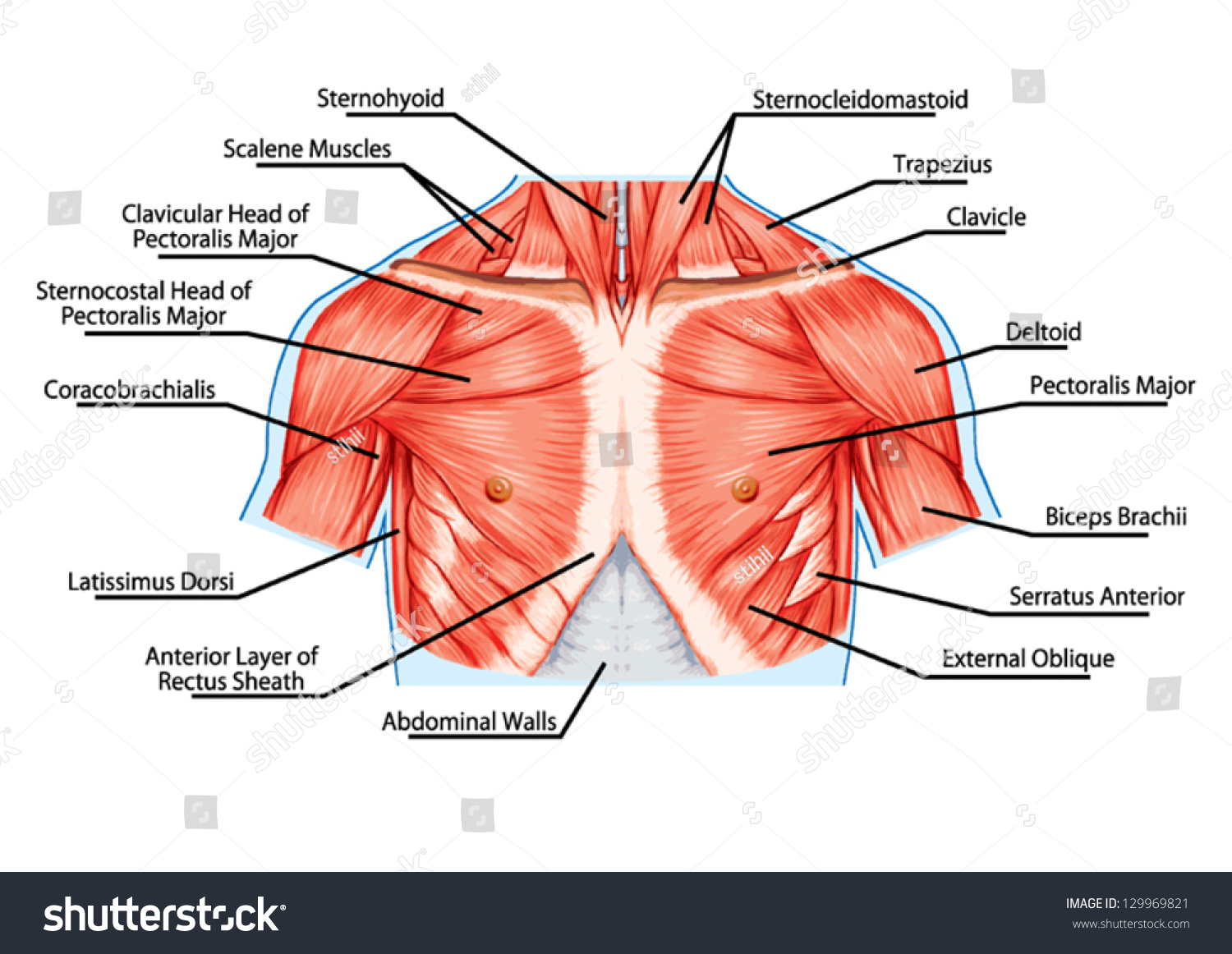 Pectoralis Major Muscle, Muscles Of Chest, Thorax, Brisket, Breast
