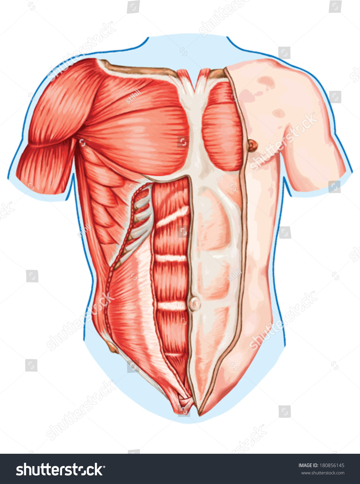 Pectoralis Major Muscle Muscles Chest Thorax Stock Vector Royalty Free