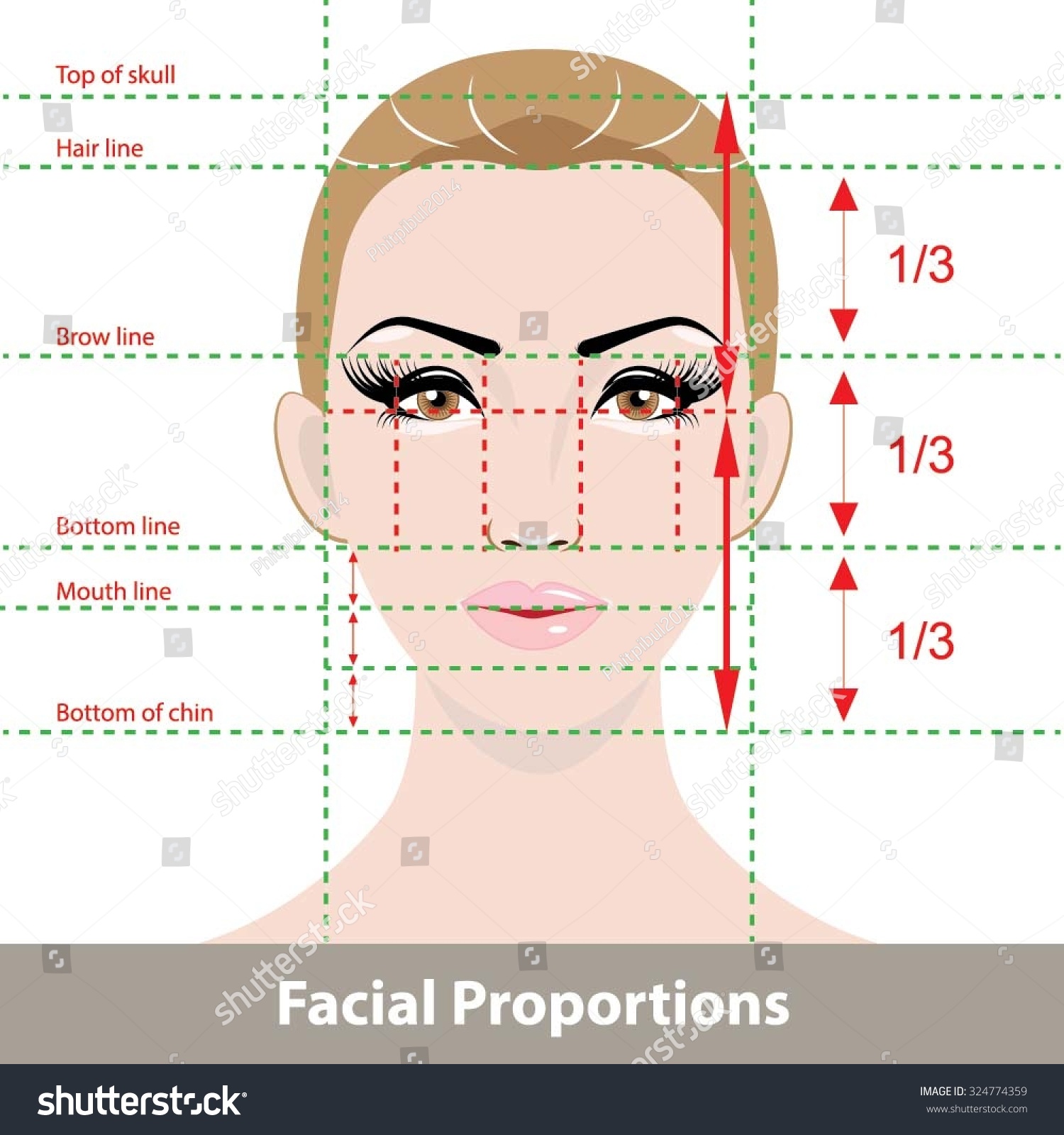 Perfect Face Proportions Stock Vector Illustration 324774359 Shutterstock 