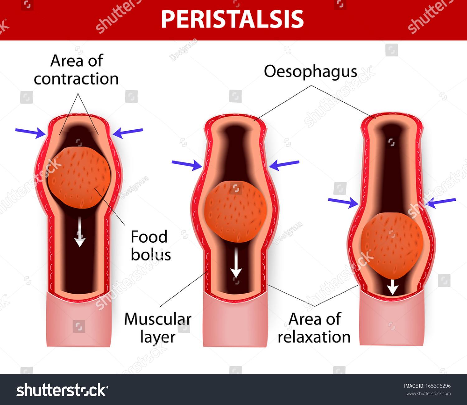 Peristalsis, Or WaveLike Contractions Of The Muscles In The Outer