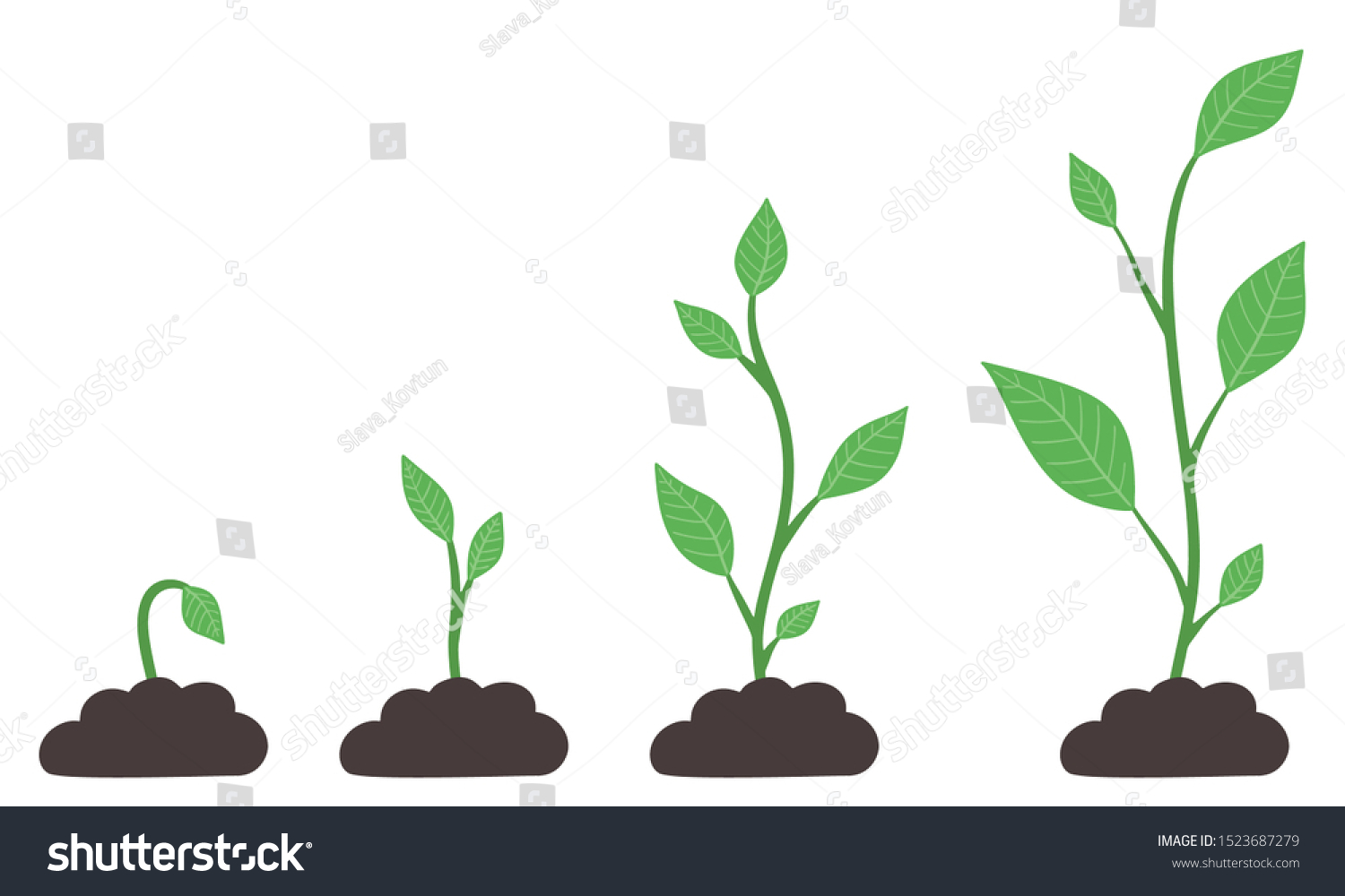 Phases Plant Growing Evolution Seed Big Stock Vector Royalty Free