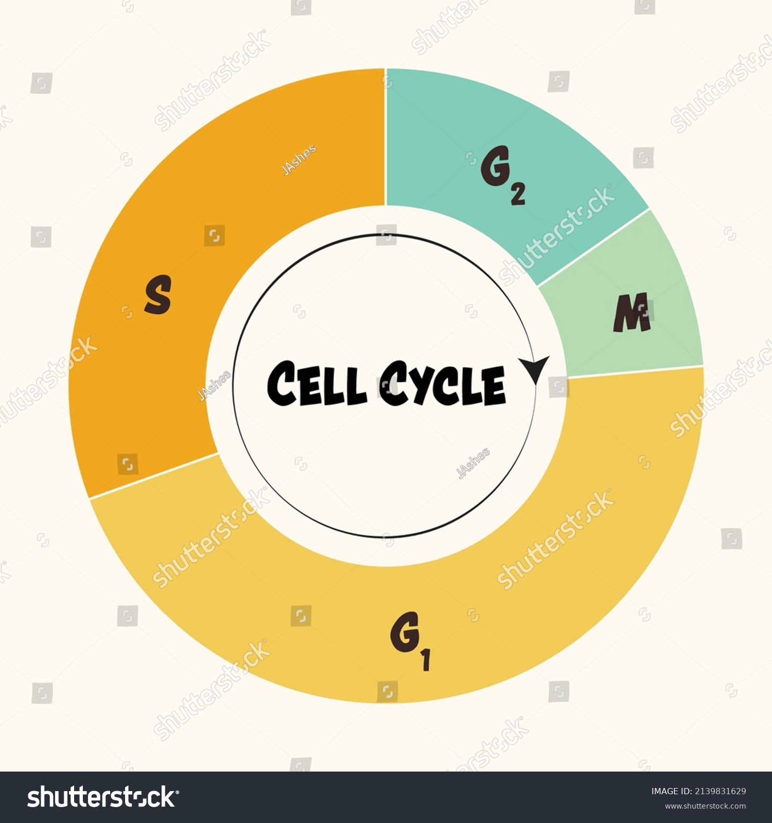 Phases Cell Cycle Stock Vector Royalty Free Shutterstock