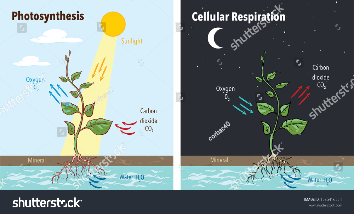 Photosynthesis Accumulating Sugar Cellular Respiration Fueling Stock