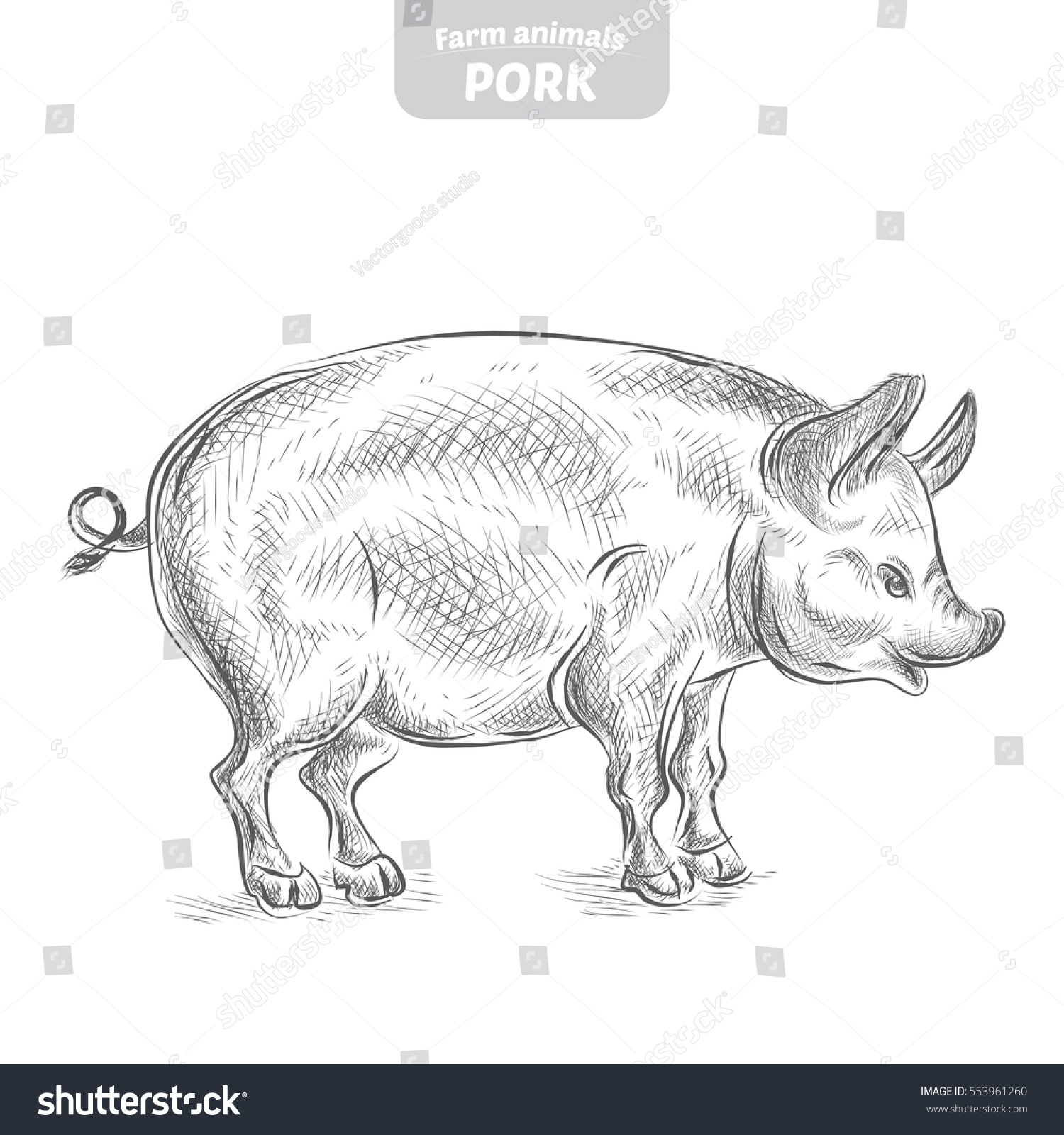 Pig Handdrawn Vector Illustration Stock Vector Royalty Free