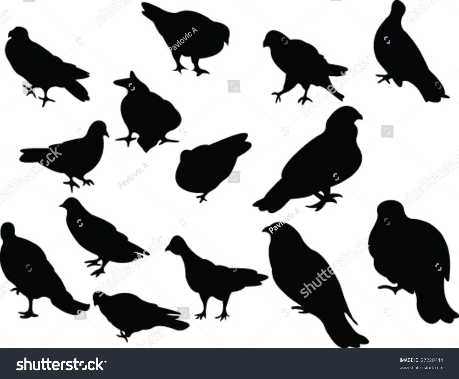 Pigeon Silhouette Vector Shutterstock