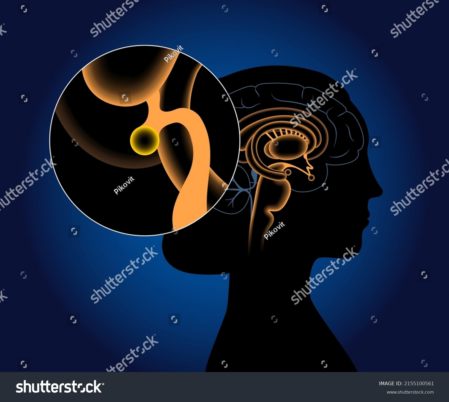 Pineal Gland Epithalamus Anatomy Human Brain Stock Vector Royalty Free