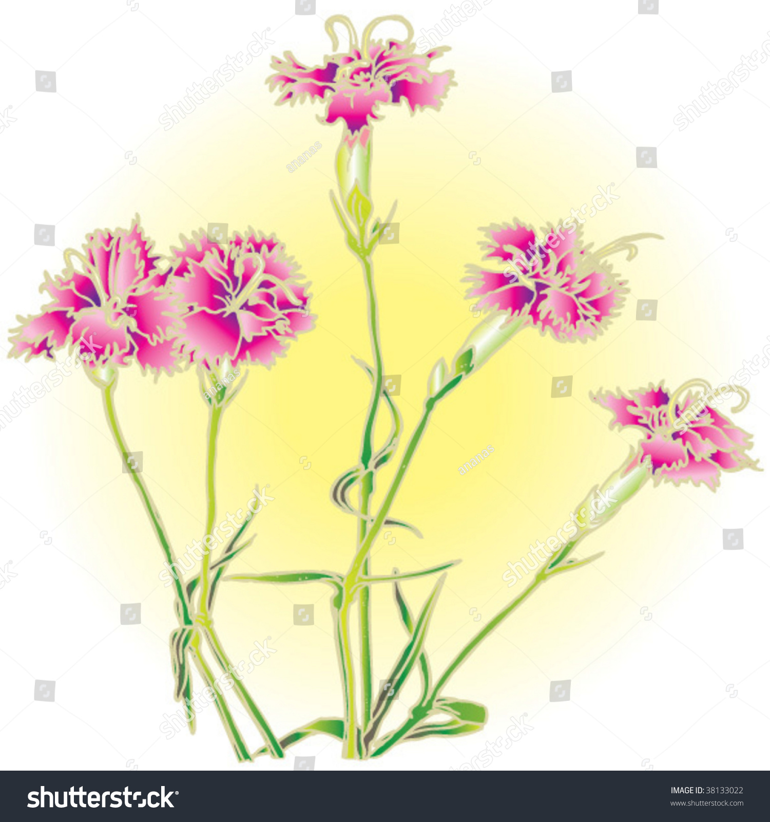 Pink Carnation Stock Vector Illustration 38133022 : Shutterstock