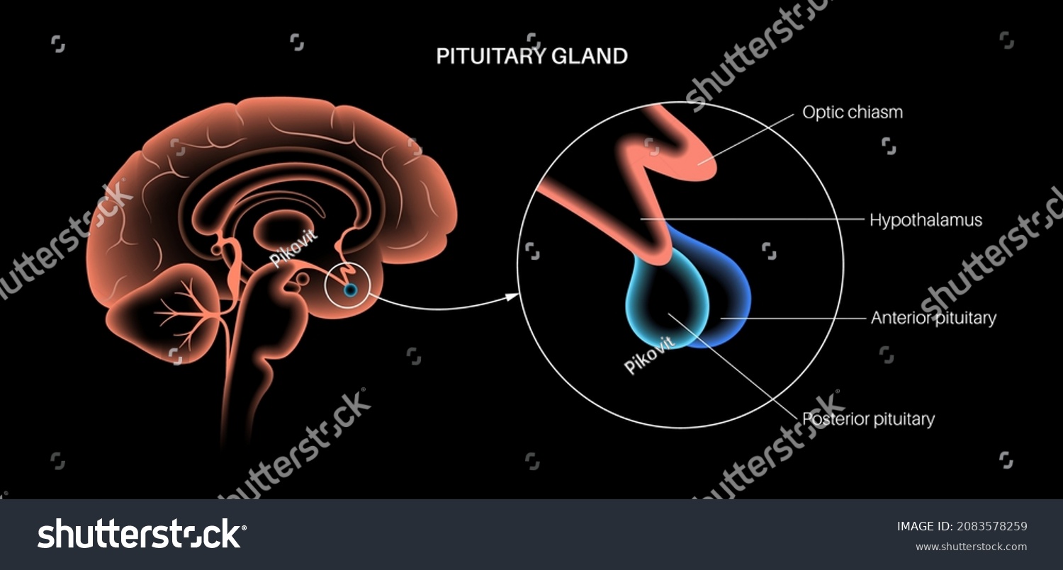 Pituitary Gland Anatomy Human Endocrine System Stock Vector Royalty