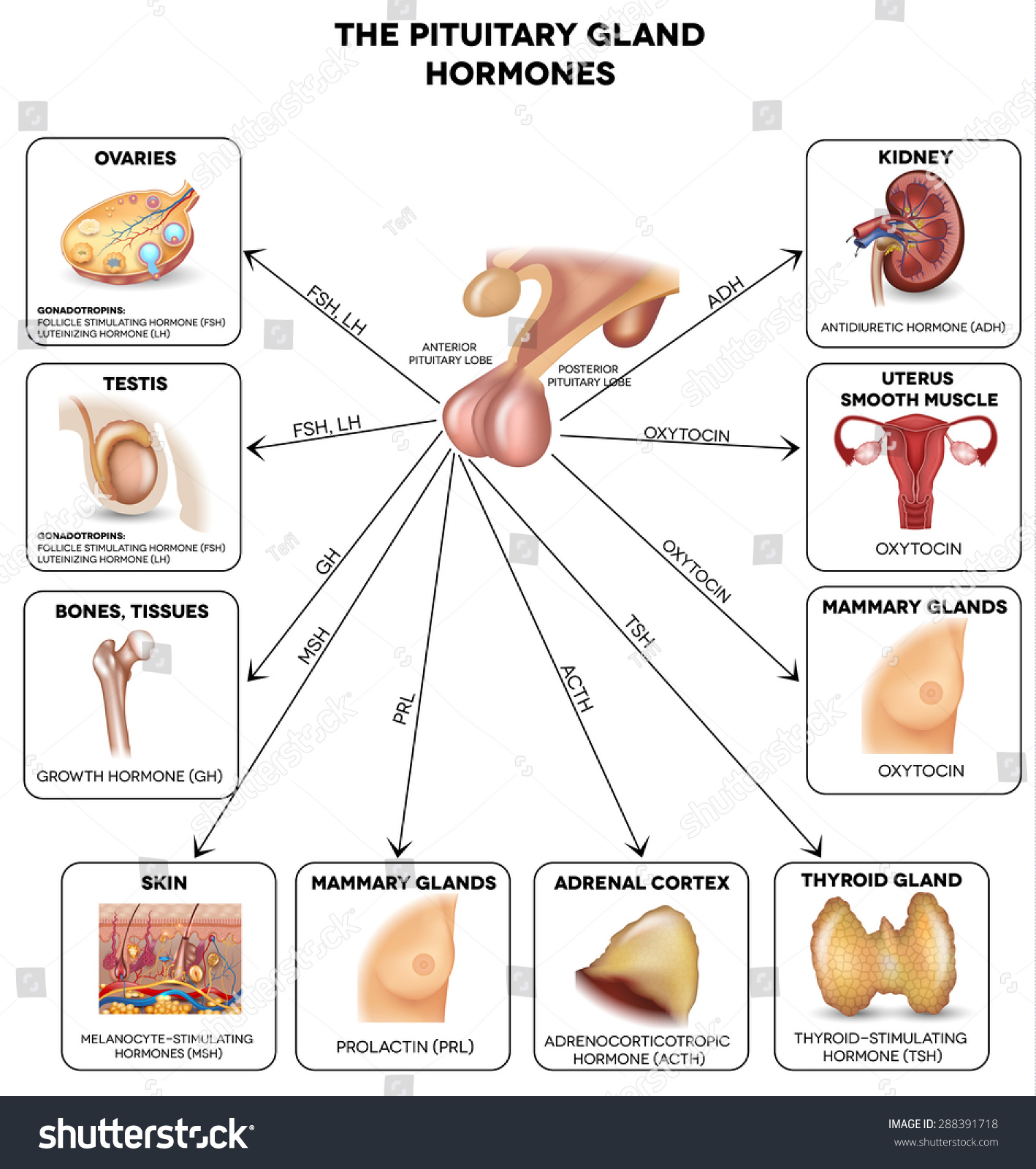 pituitary-gland-secreted-hormones-influenced-organs-stock-vector