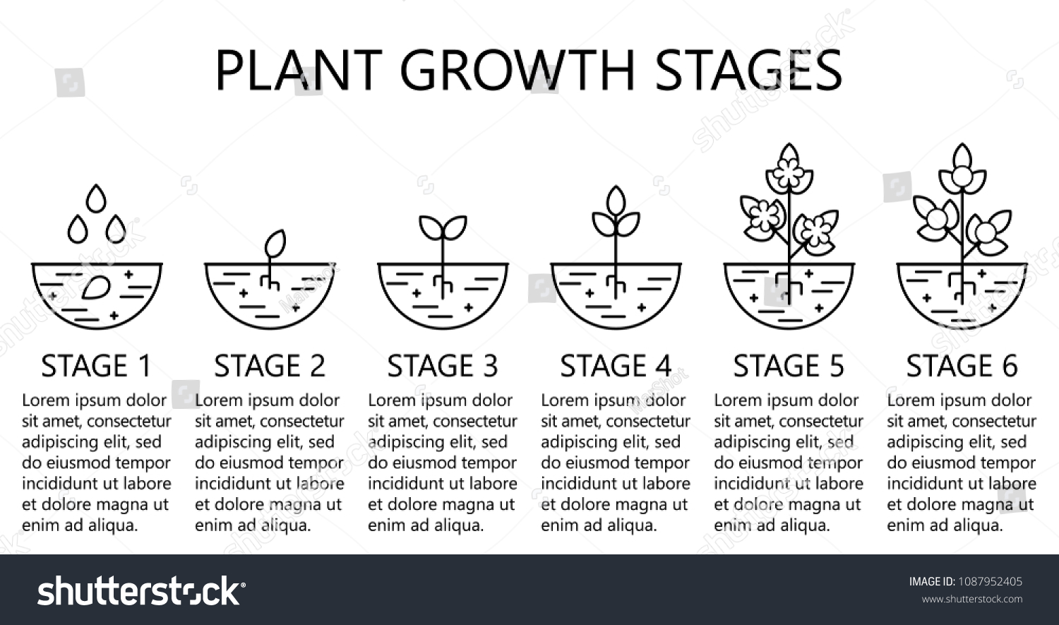 Plant Growth Stages Infographics Line Art Stockvector Rechtenvrij