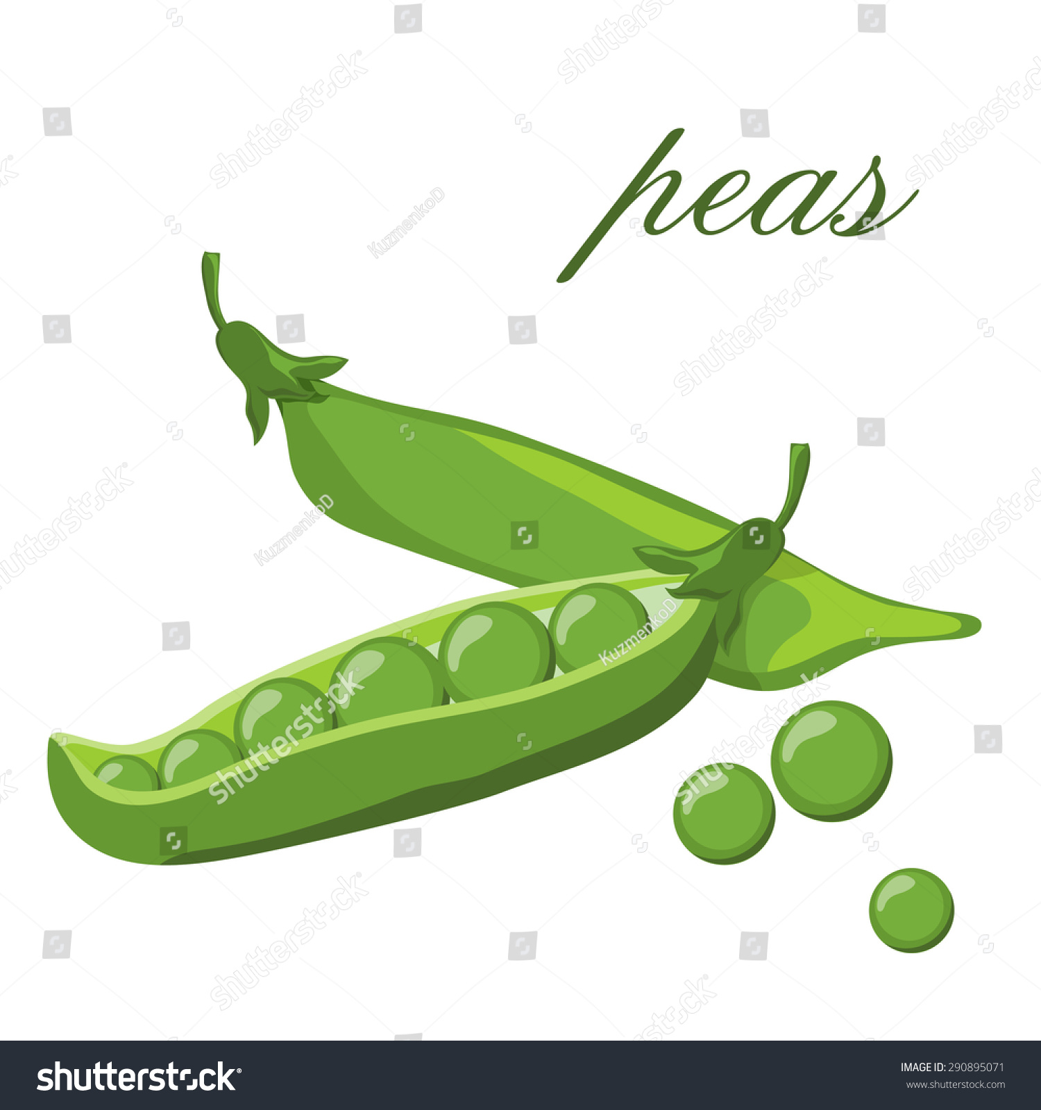 Pods Of Green Peas Isolated Vector Illustration 290895071 Shutterstock