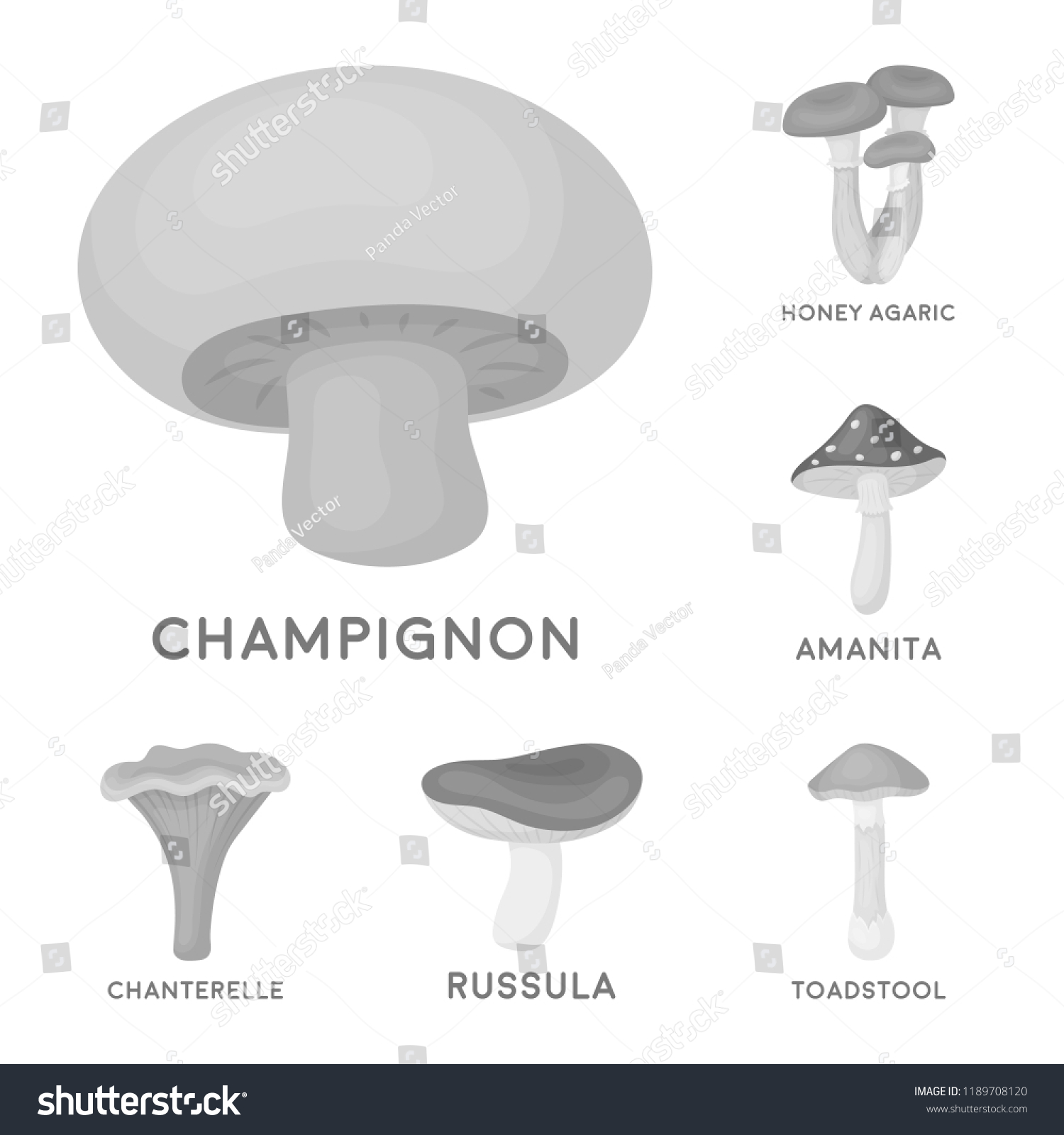 Poisonous Edible Mushroom Monochrome Icons Set Stock Vector Royalty