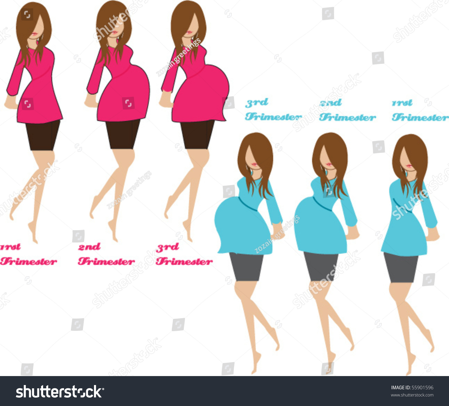 Pregnancy Stages Stock Vector Illustration 55901596 ...