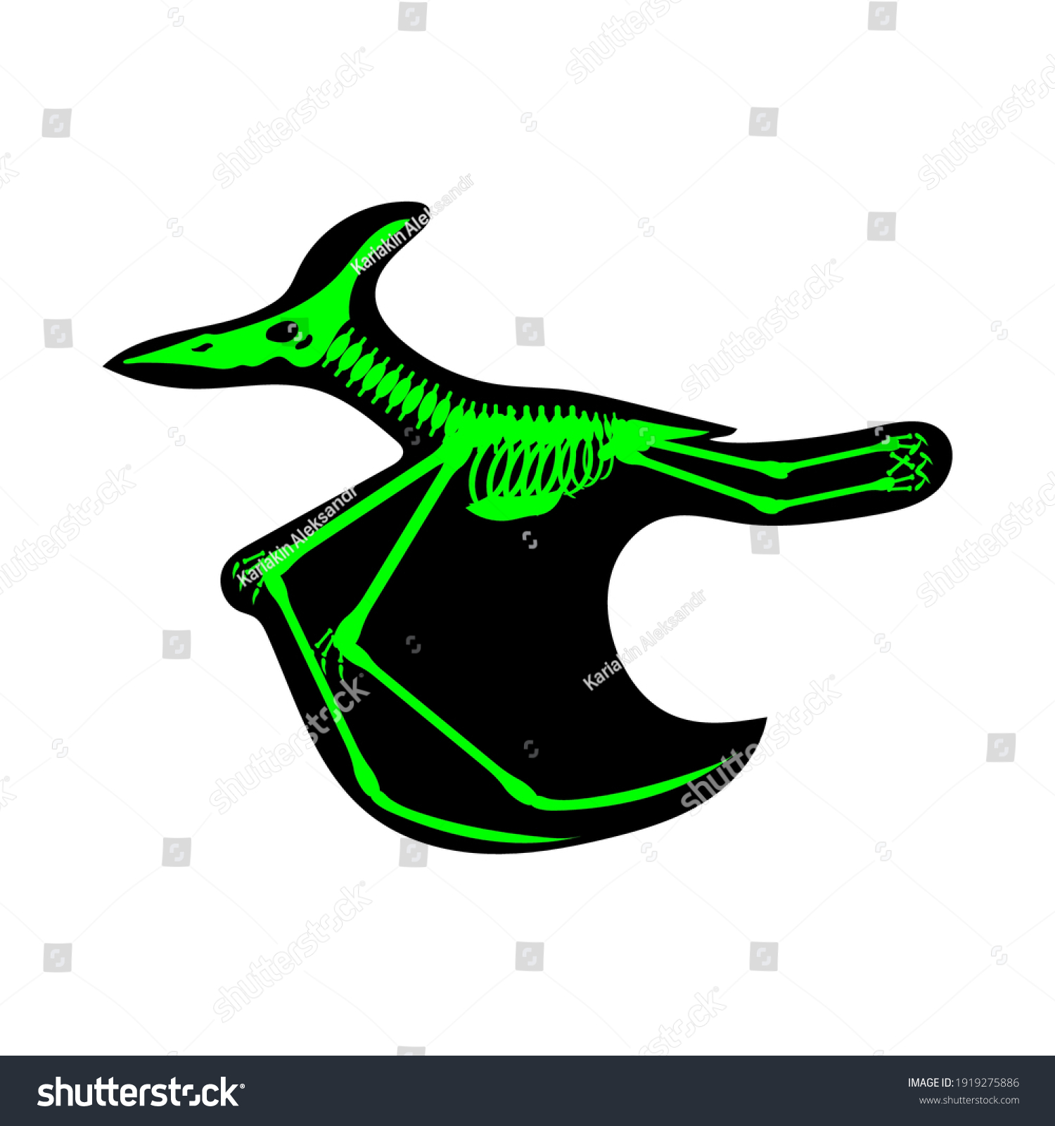 Esqueleto De Dinosaurio Pterod Ctilo Ilustraci N Vectorial Vector De