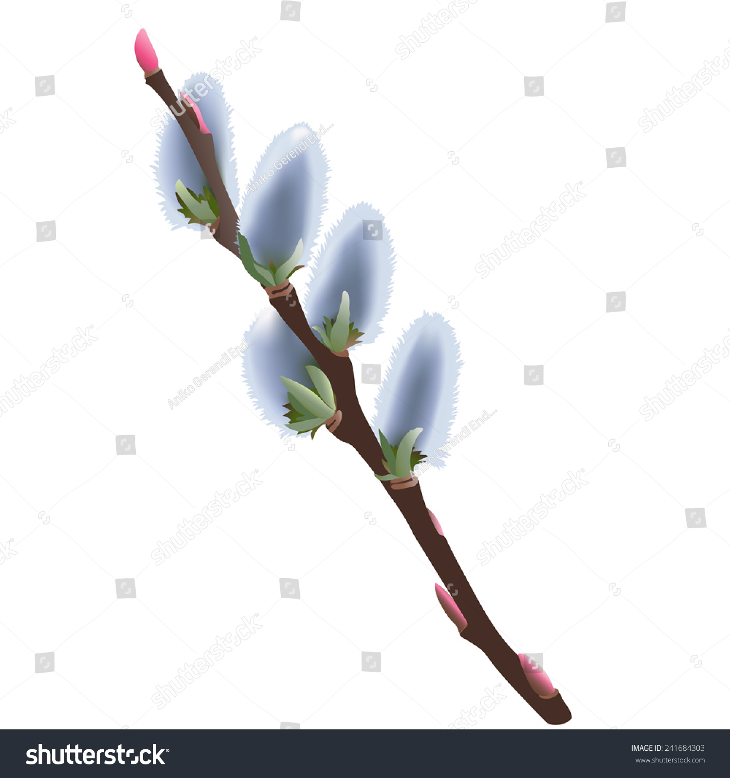 Pussy Willow Salix Flower Hand Drawn Vector Illustration Of A Small