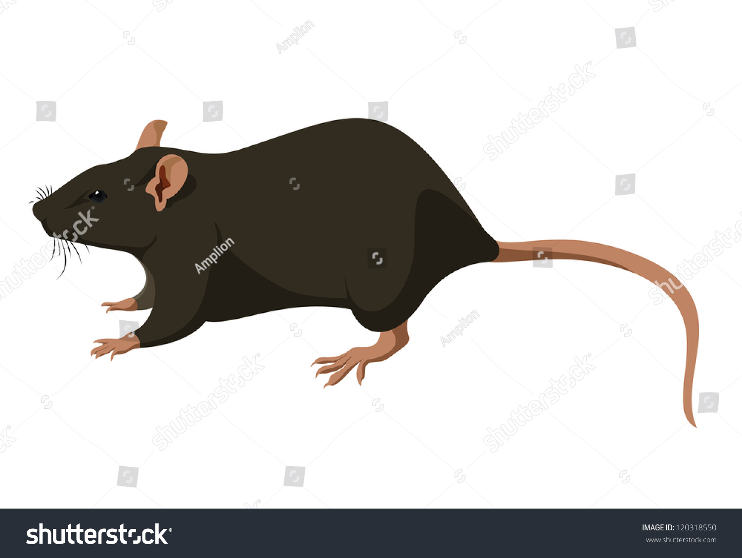 Rat Stock Vector Illustration 120318550 : Shutterstock