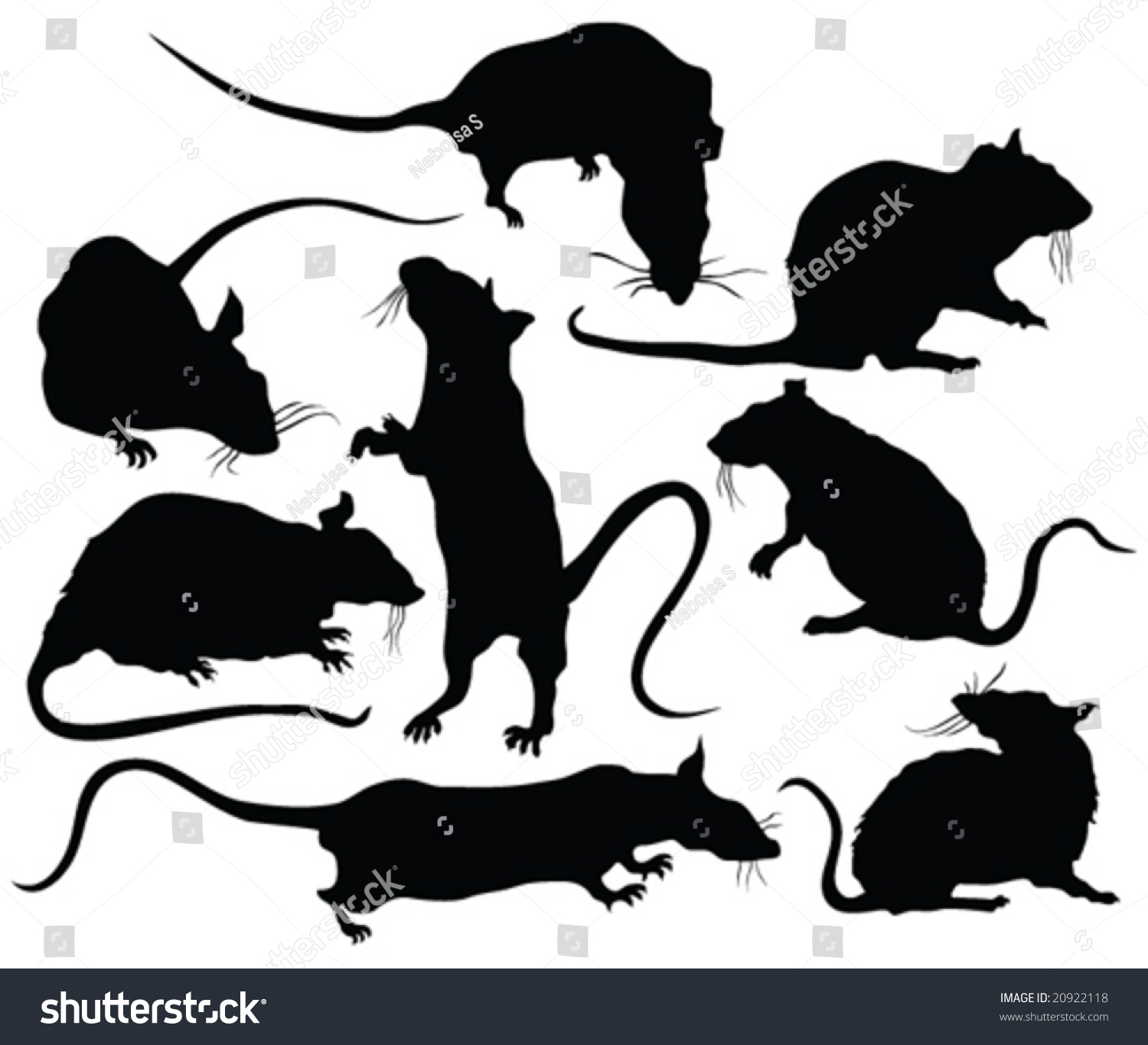 Rats Silhouettes - Vector - 20922118 : Shutterstock