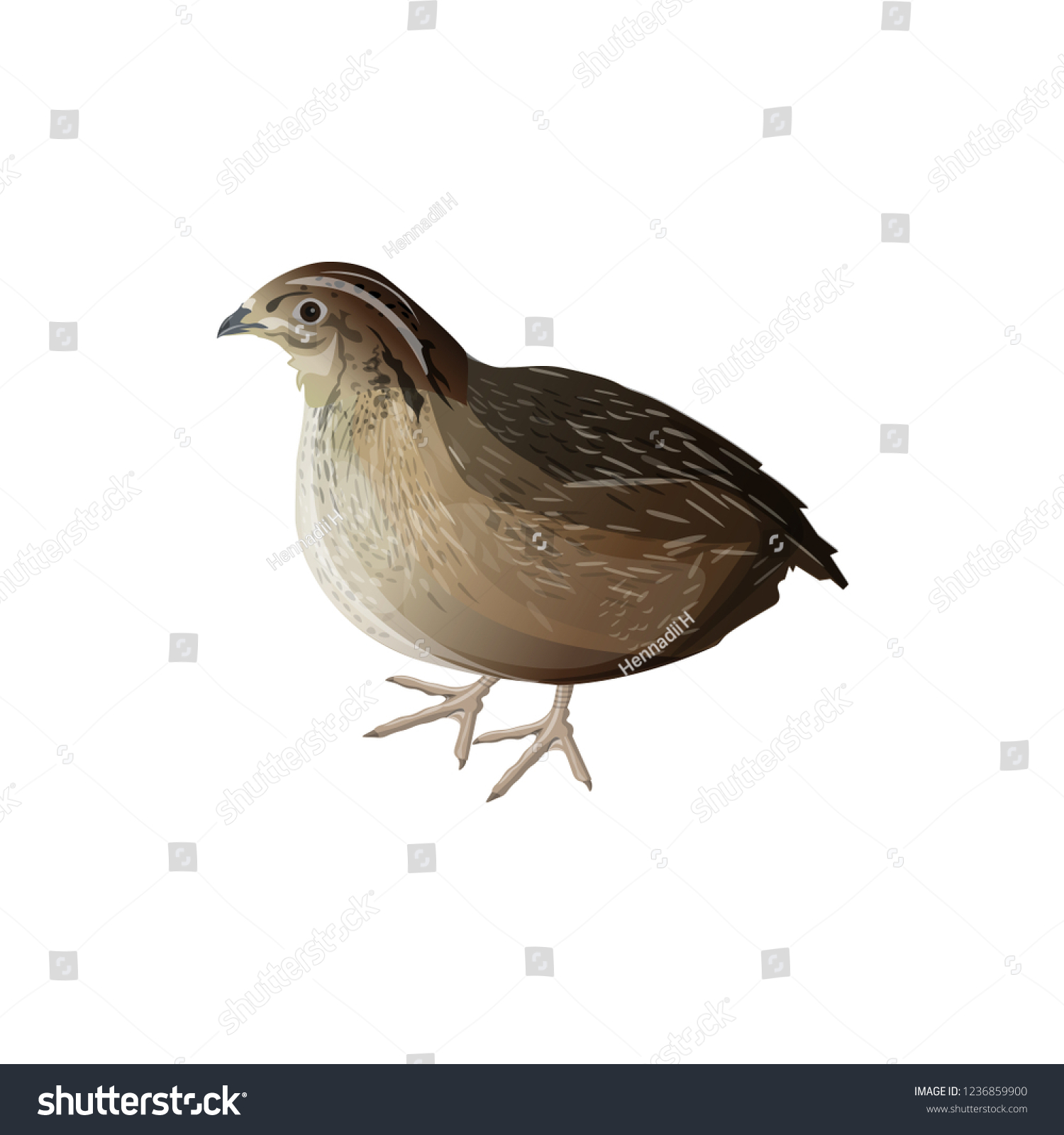 Realistic Bird Quail Vector Illustration Isolated Vector De Stock